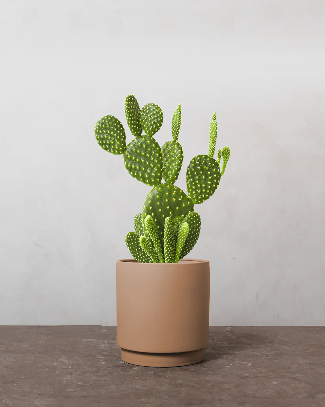 Mickey Mouse Kaktus, Opuntia microdasys - 30-50 cm - Image 5