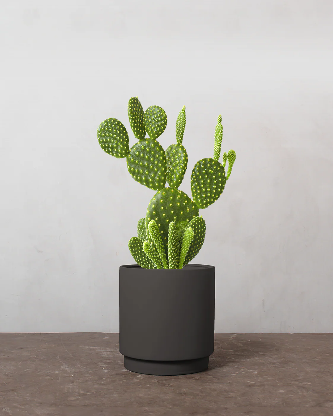 Mickey Mouse Kaktus, Opuntia microdasys - 30-50 cm - Image 6