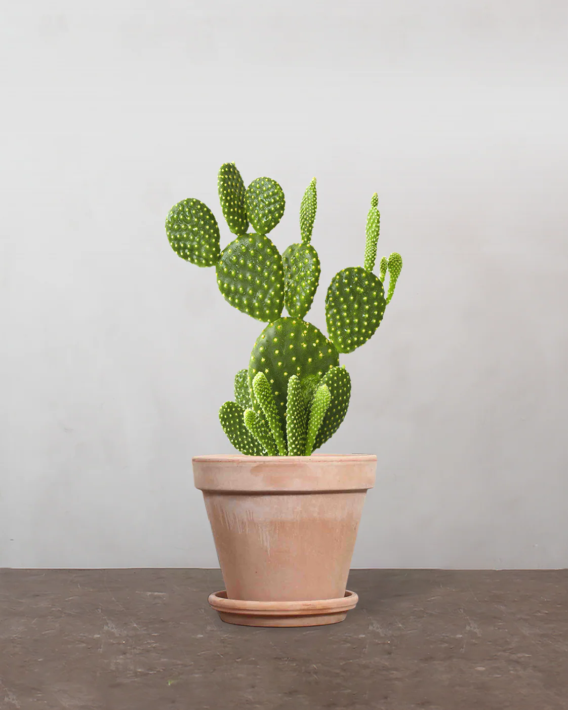 Mickey Mouse Kaktus, Opuntia microdasys - 30-50 cm - Image 7