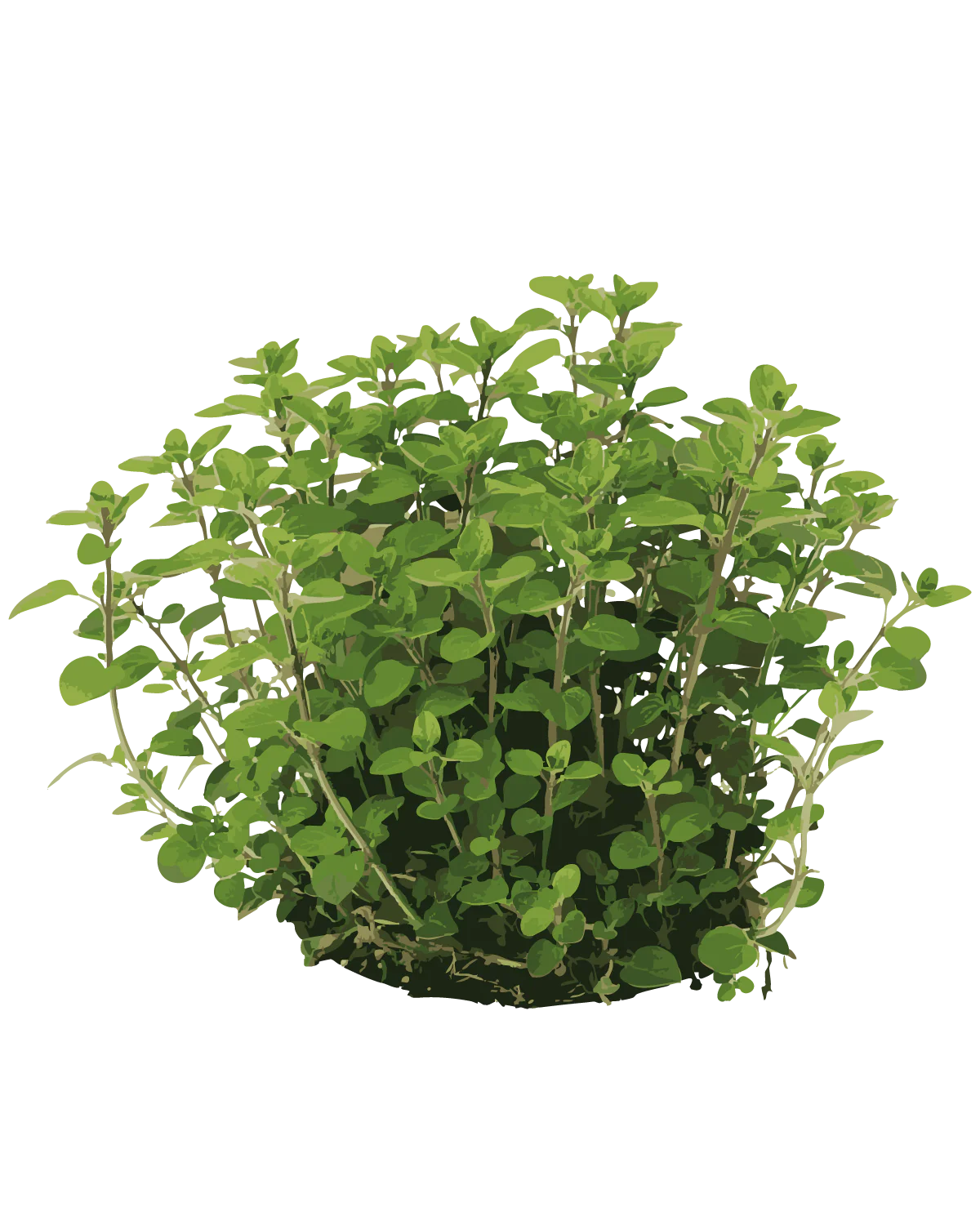 Oregano - 15-25 cm
