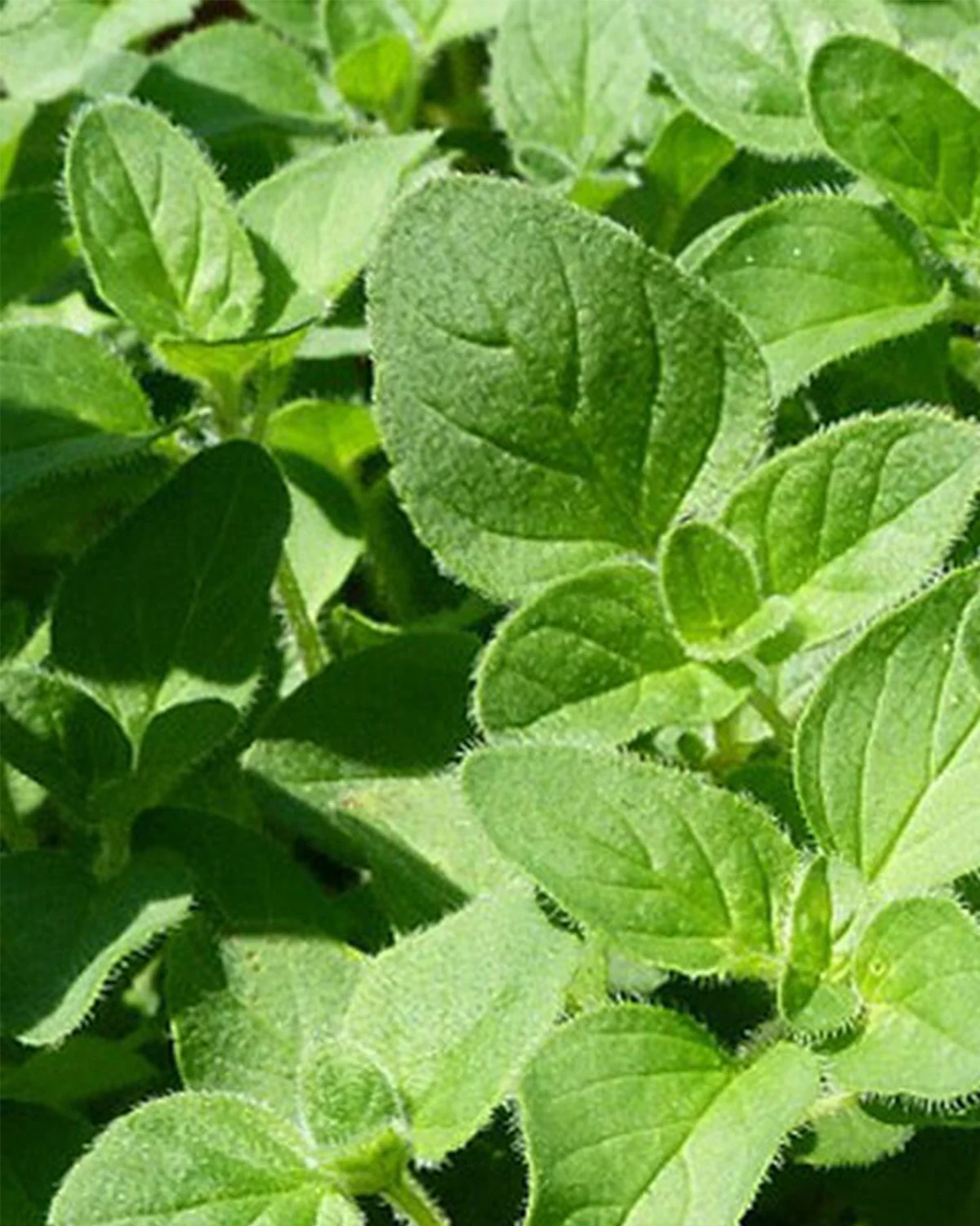 Oregano - 15-25 cm - Image 2