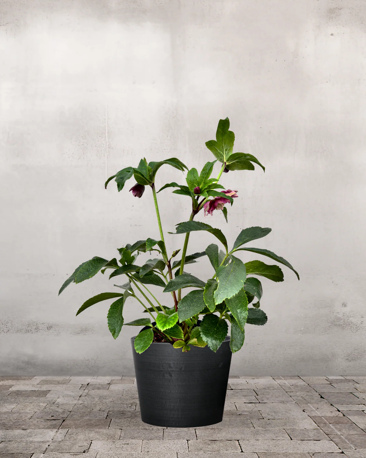 Julerose, Helleborus 'Double Ellen Red' - 30-50 cm - Image 3