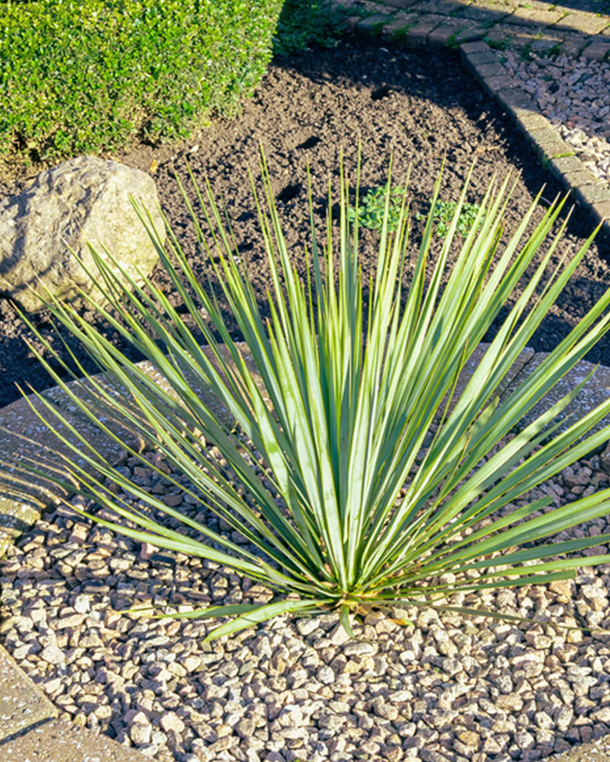 Palmelilje, Yucca rostrata - 70-90 cm - Image 4