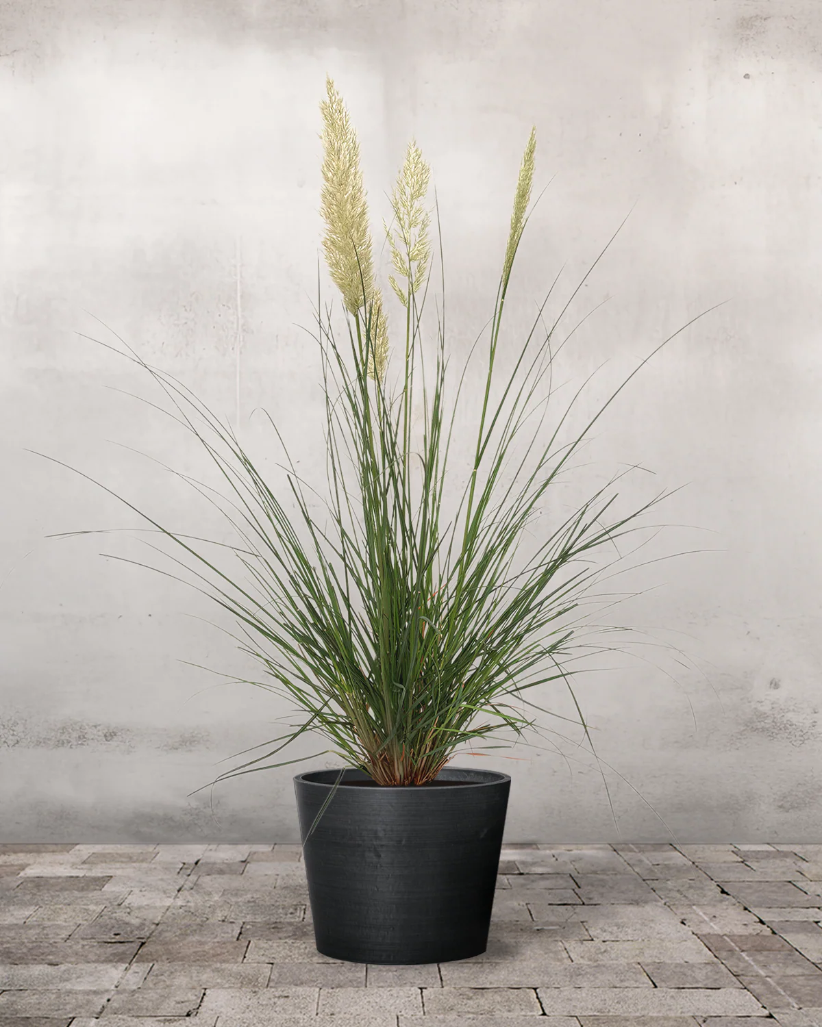 Pampasgræs, Cortaderia selloana 'Pumila' - Image 3