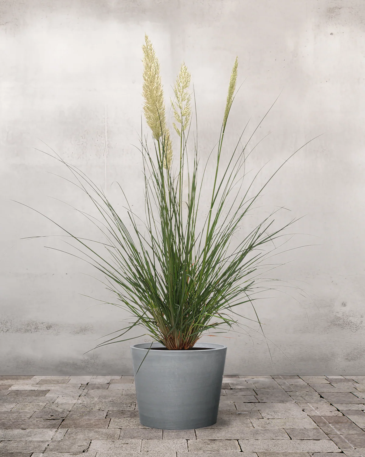 Pampasgræs, Cortaderia selloana 'Pumila' - Image 4