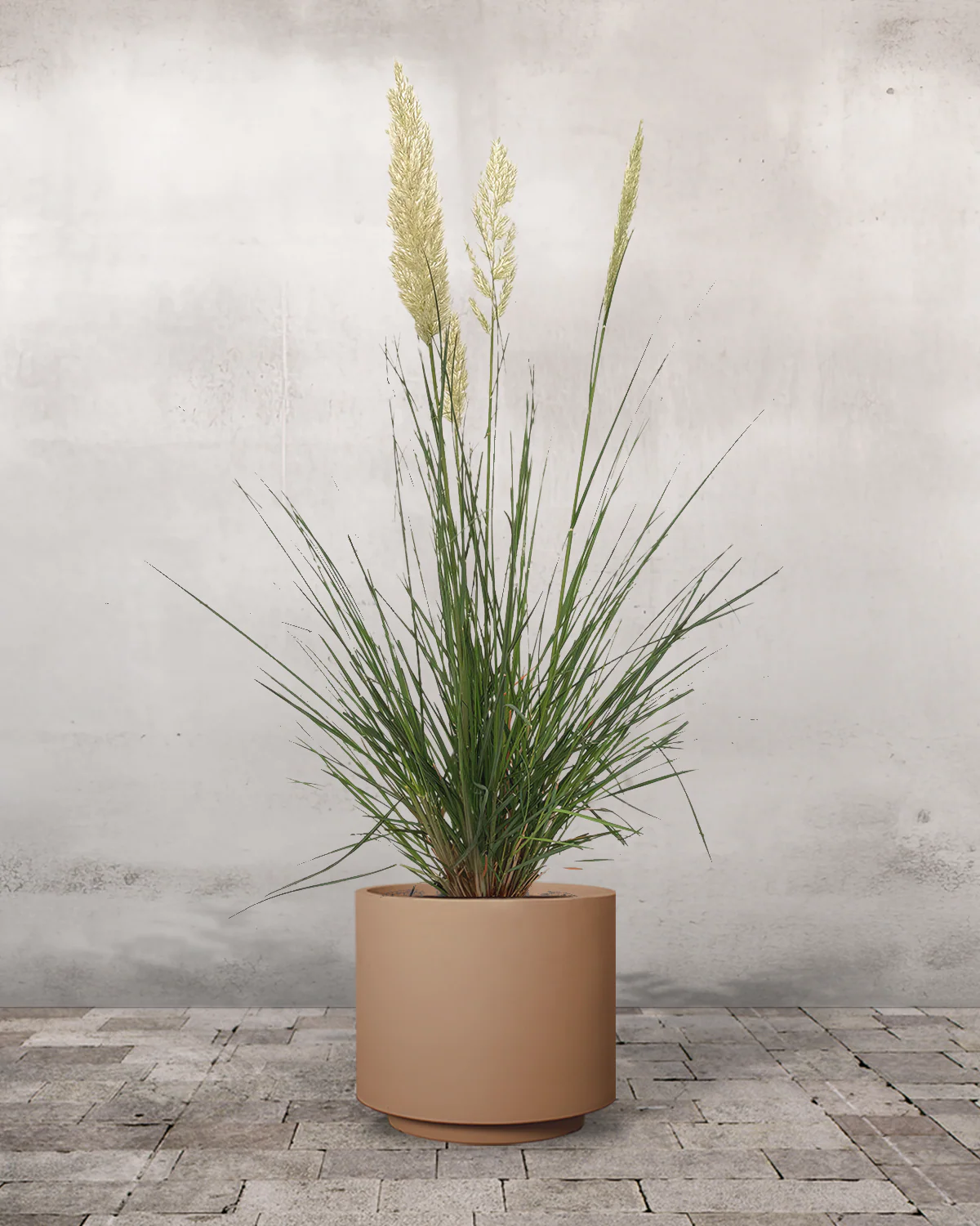Pampasgræs, Cortaderia selloana 'Pumila' - Image 5