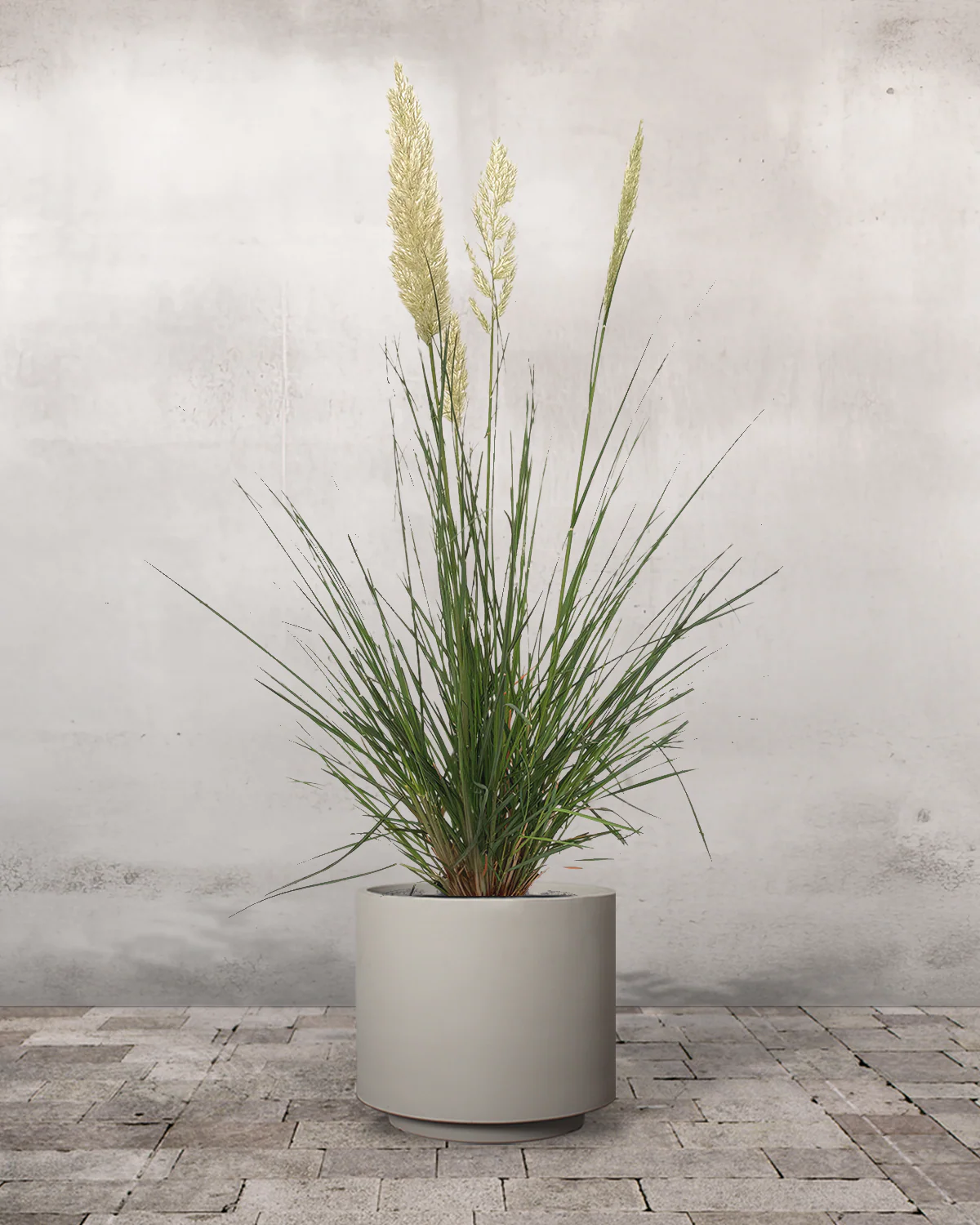 Pampasgræs, Cortaderia selloana 'Pumila' - Image 6