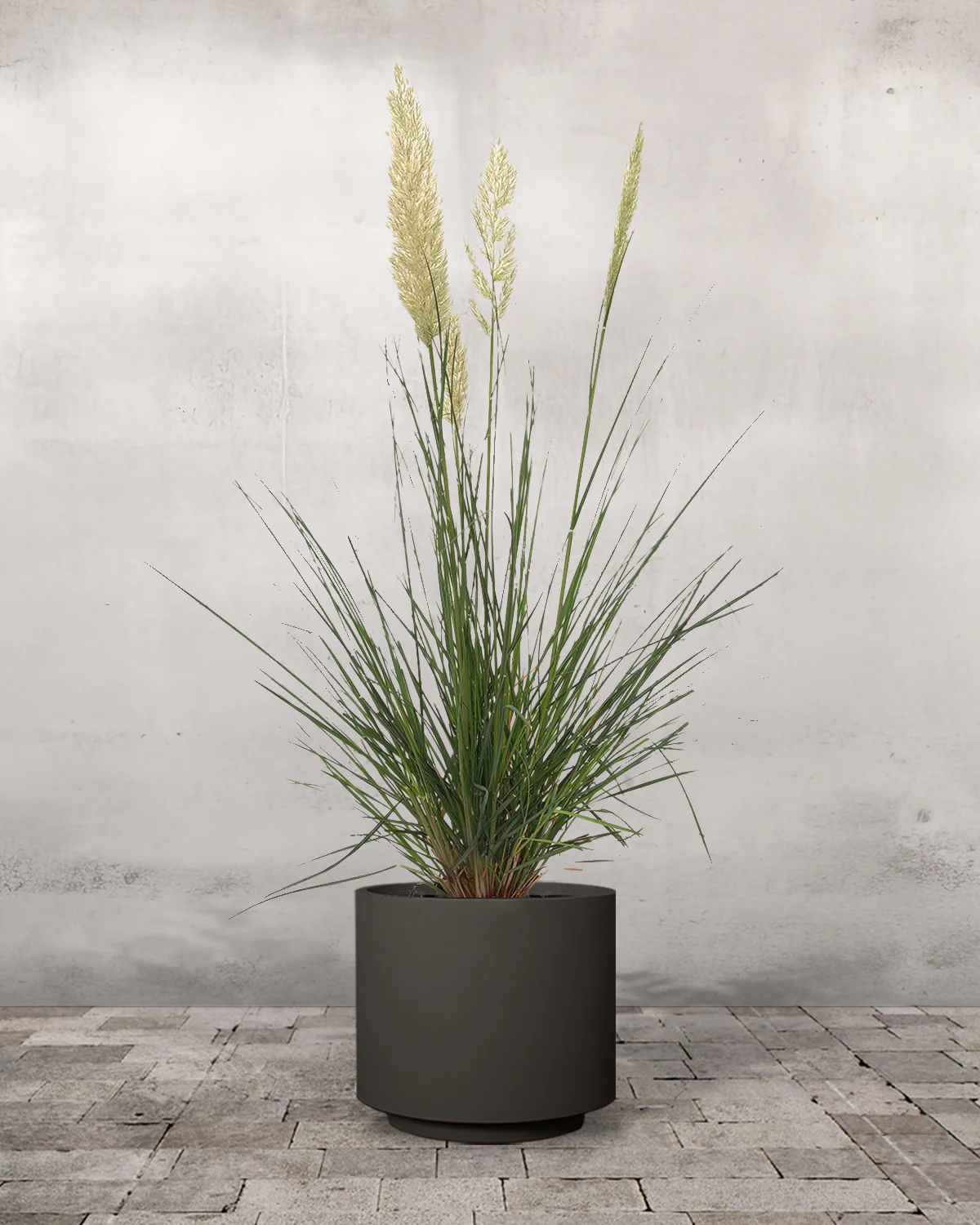 Pampasgræs, Cortaderia selloana 'Pumila' - Image 7