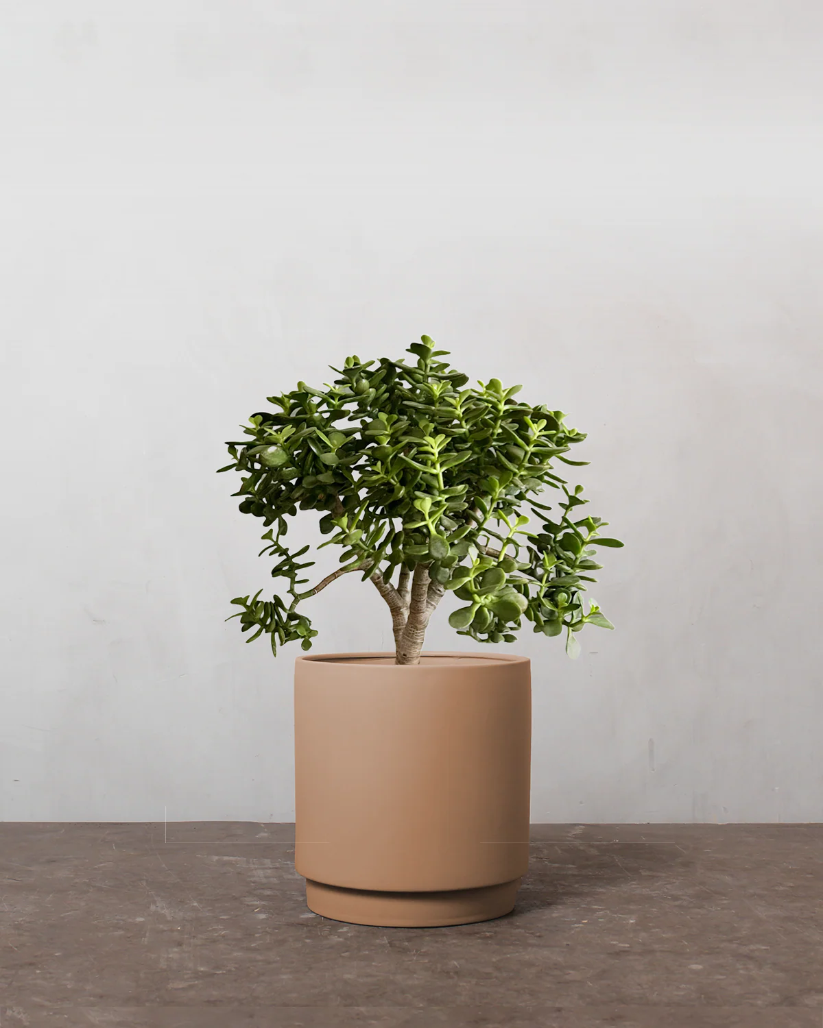 Paradistræ, Crassula ovata - 30-40 cm - Image 3
