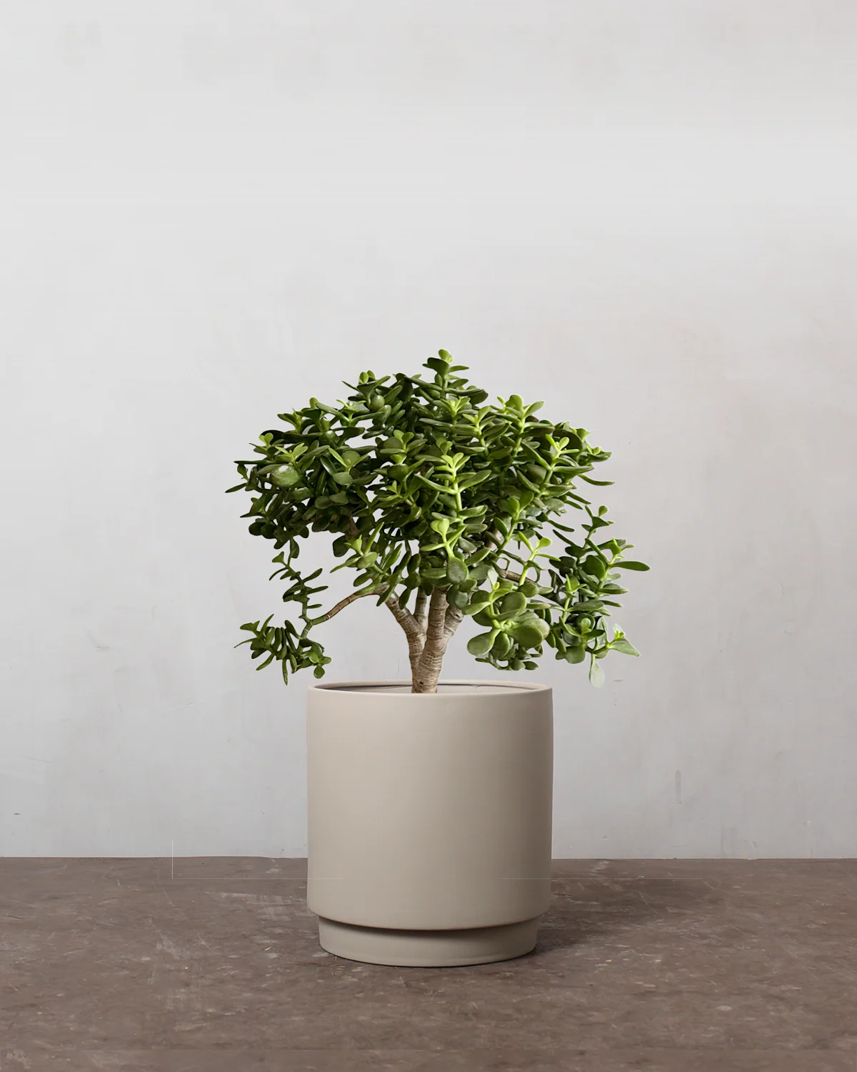 Paradistræ, Crassula ovata - 30-40 cm - Image 4