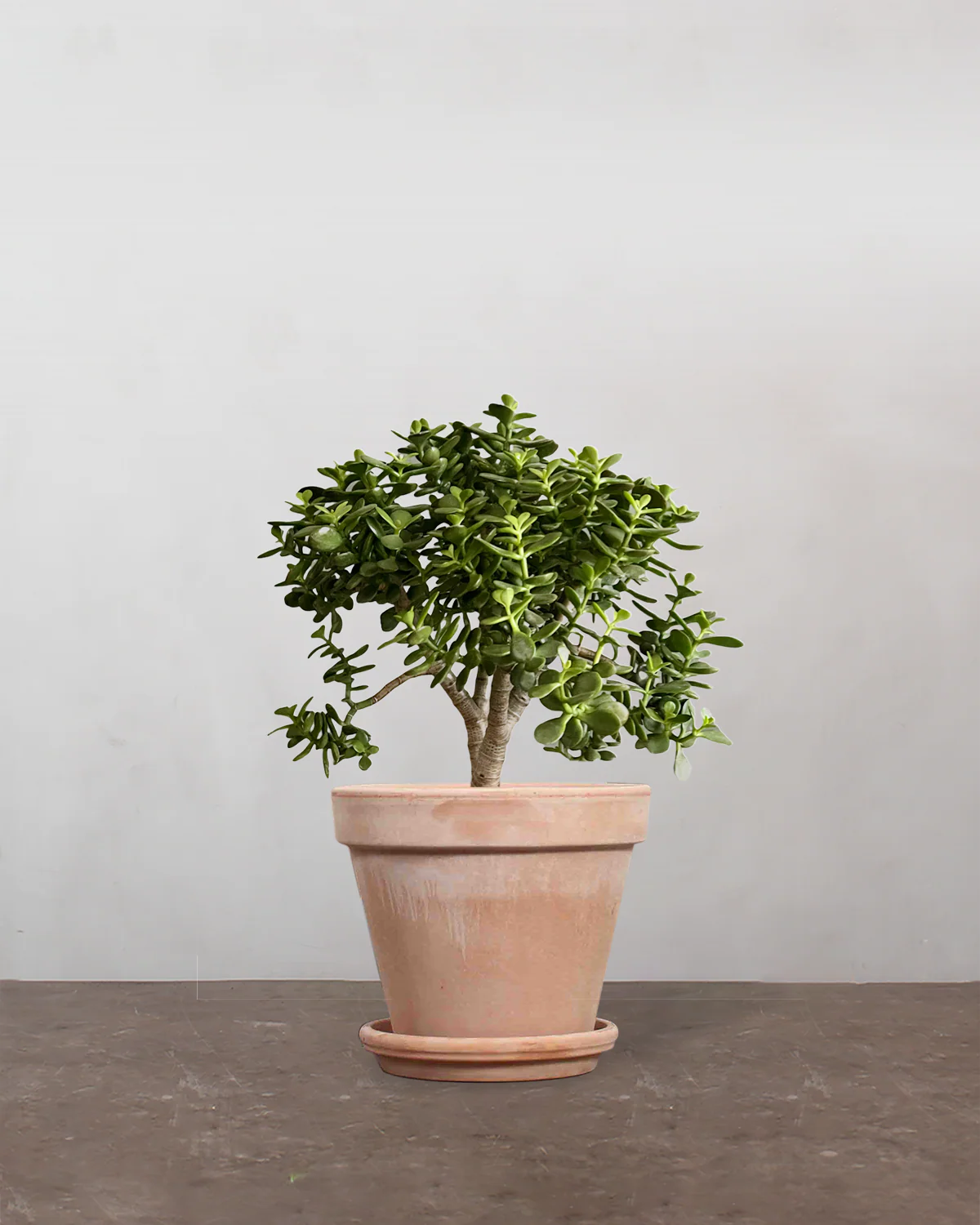 Paradistræ, Crassula ovata - 30-40 cm - Image 6