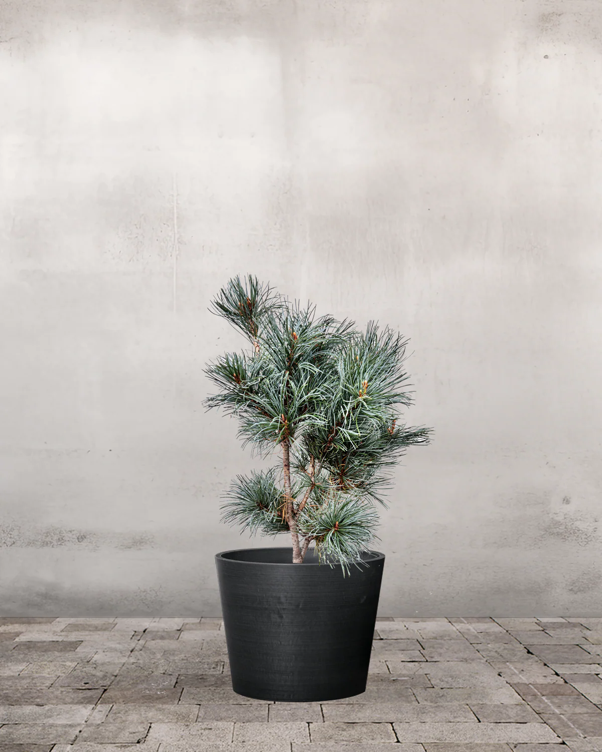 Penselfyr, Pinus Parviflora 'Blauer Angel' - 40-60 cm - Image 3