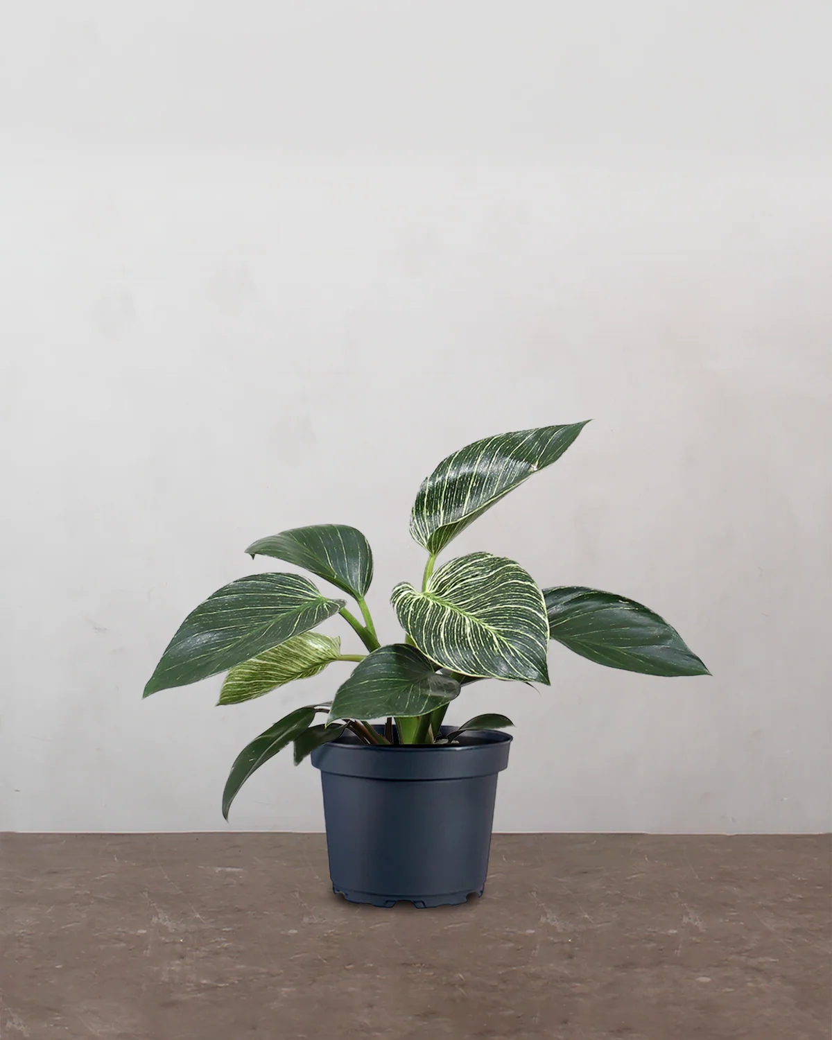 Philodendron 'Birkin' - 25-35 cm