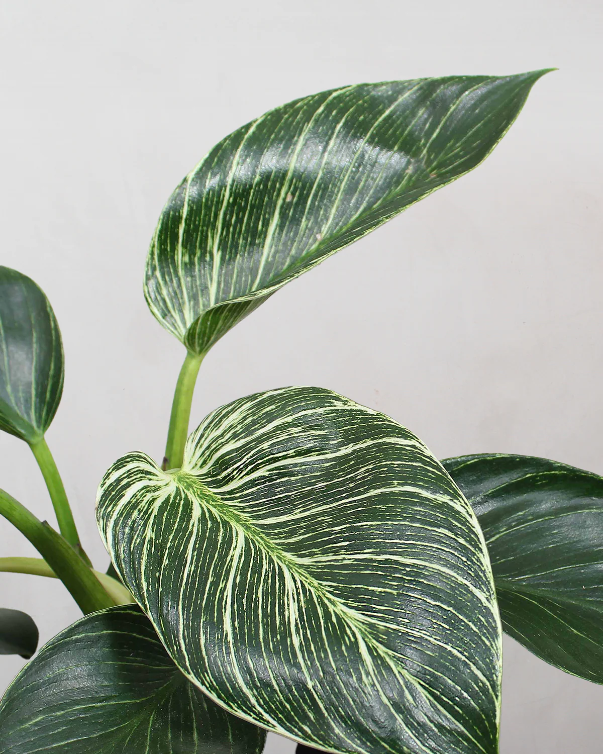 Philodendron 'Birkin' - 25-35 cm - Image 2