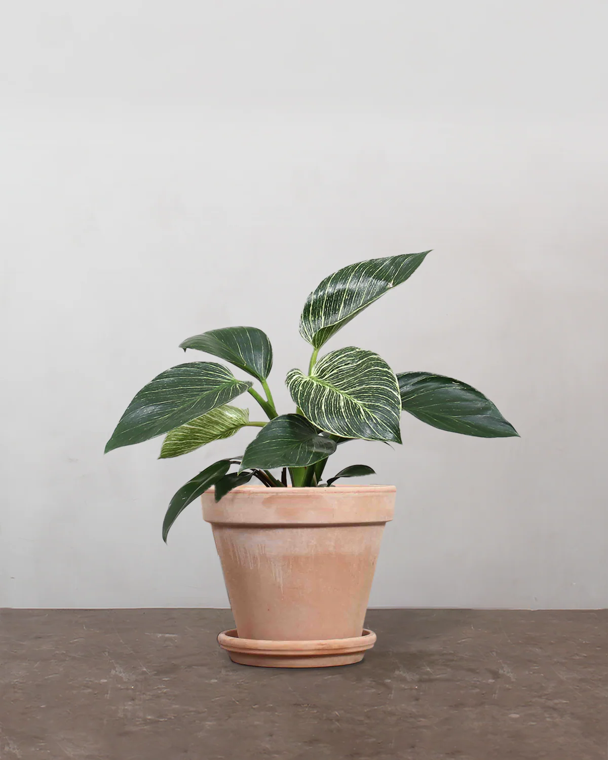 Philodendron 'Birkin' - 25-35 cm - Image 6