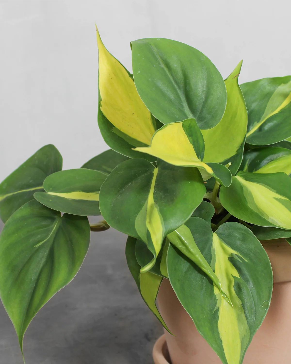 Philodendron 'Brazil' - 15-20 cm - Image 2