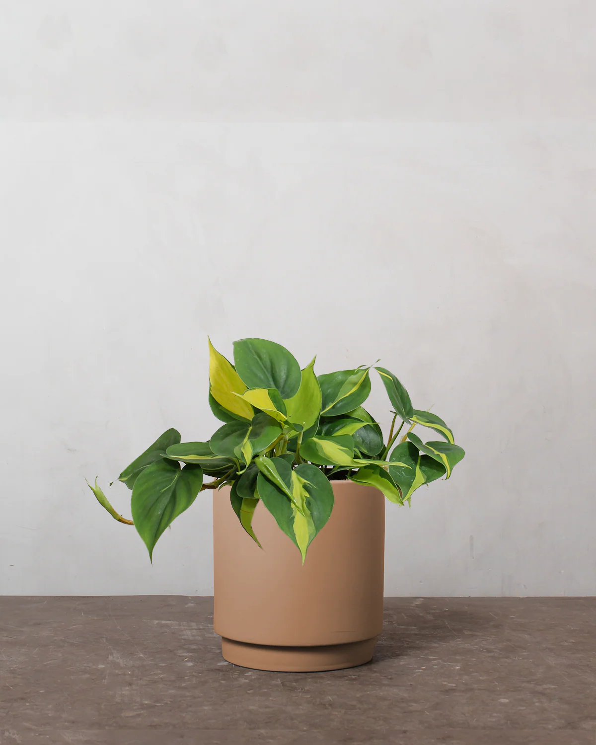 Philodendron 'Brazil' - 15-20 cm - Image 3