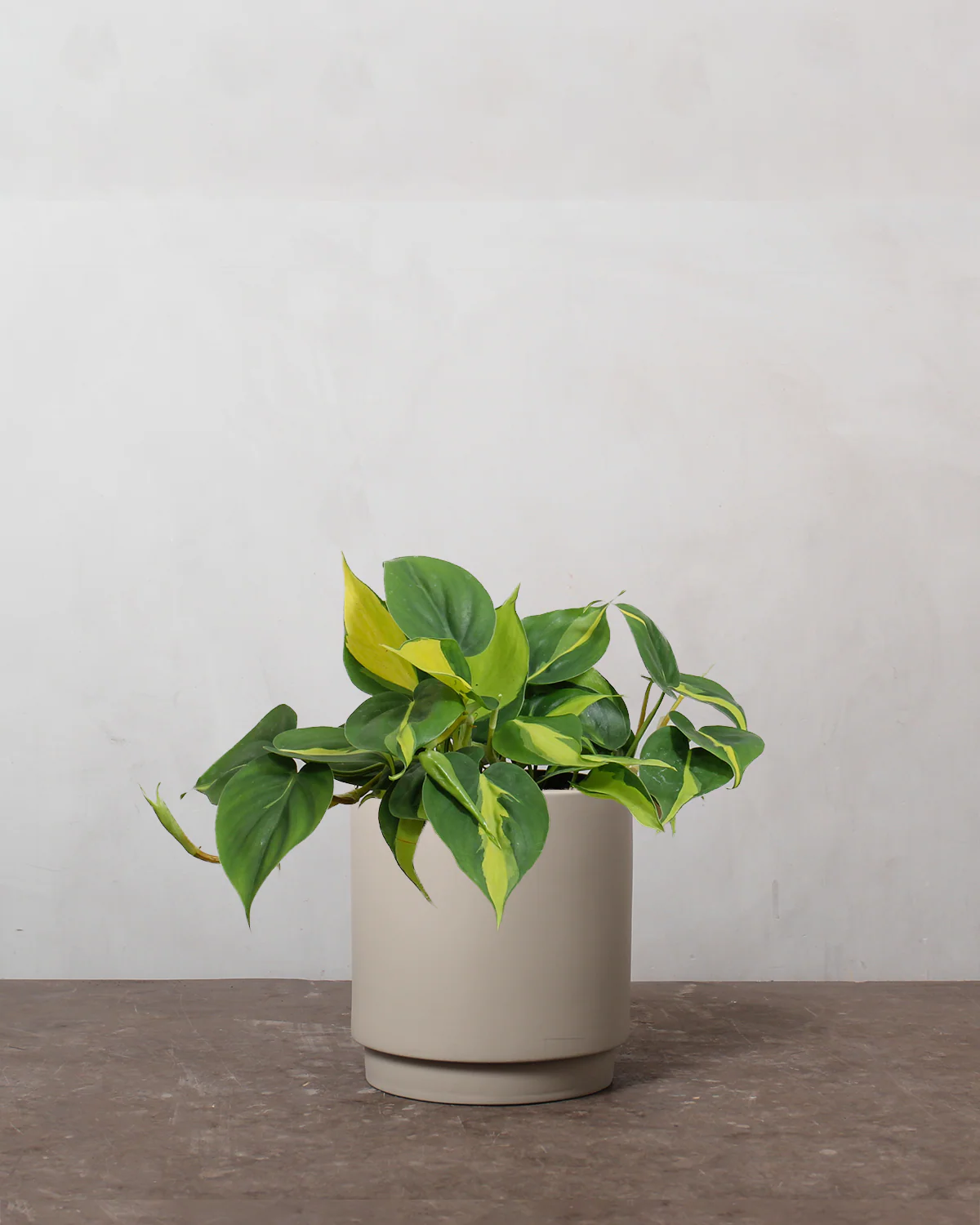 Philodendron 'Brazil' - 15-20 cm - Image 4