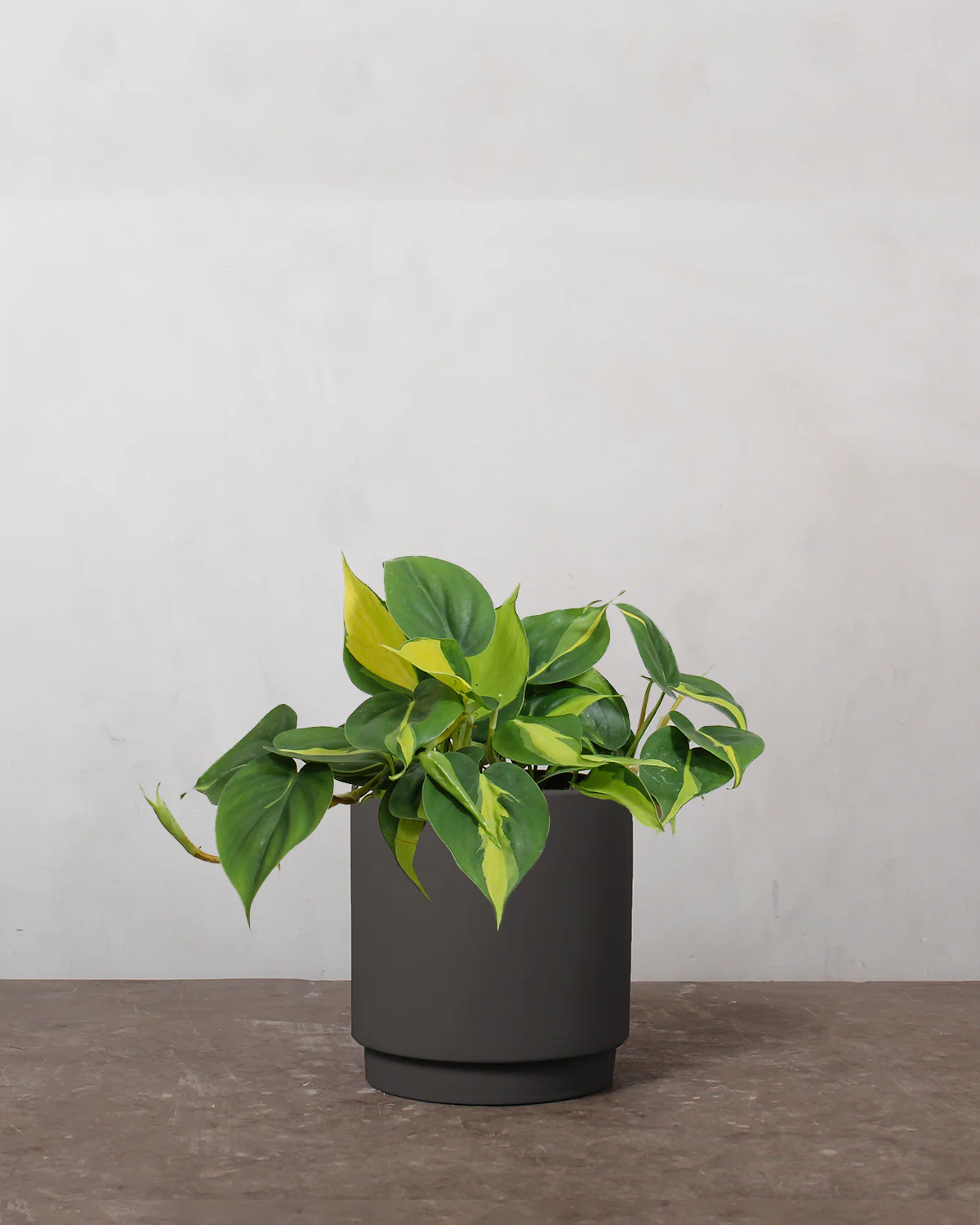 Philodendron 'Brazil' - 15-20 cm - Image 5