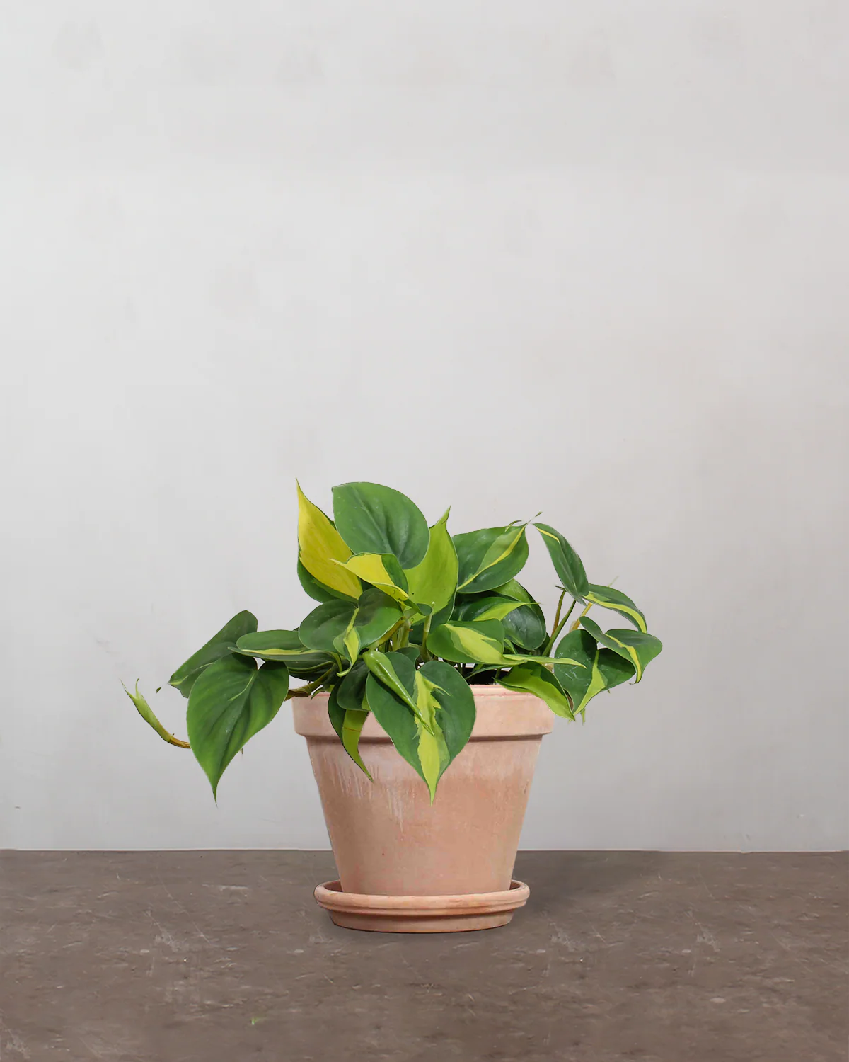 Philodendron 'Brazil' - 15-20 cm - Image 6