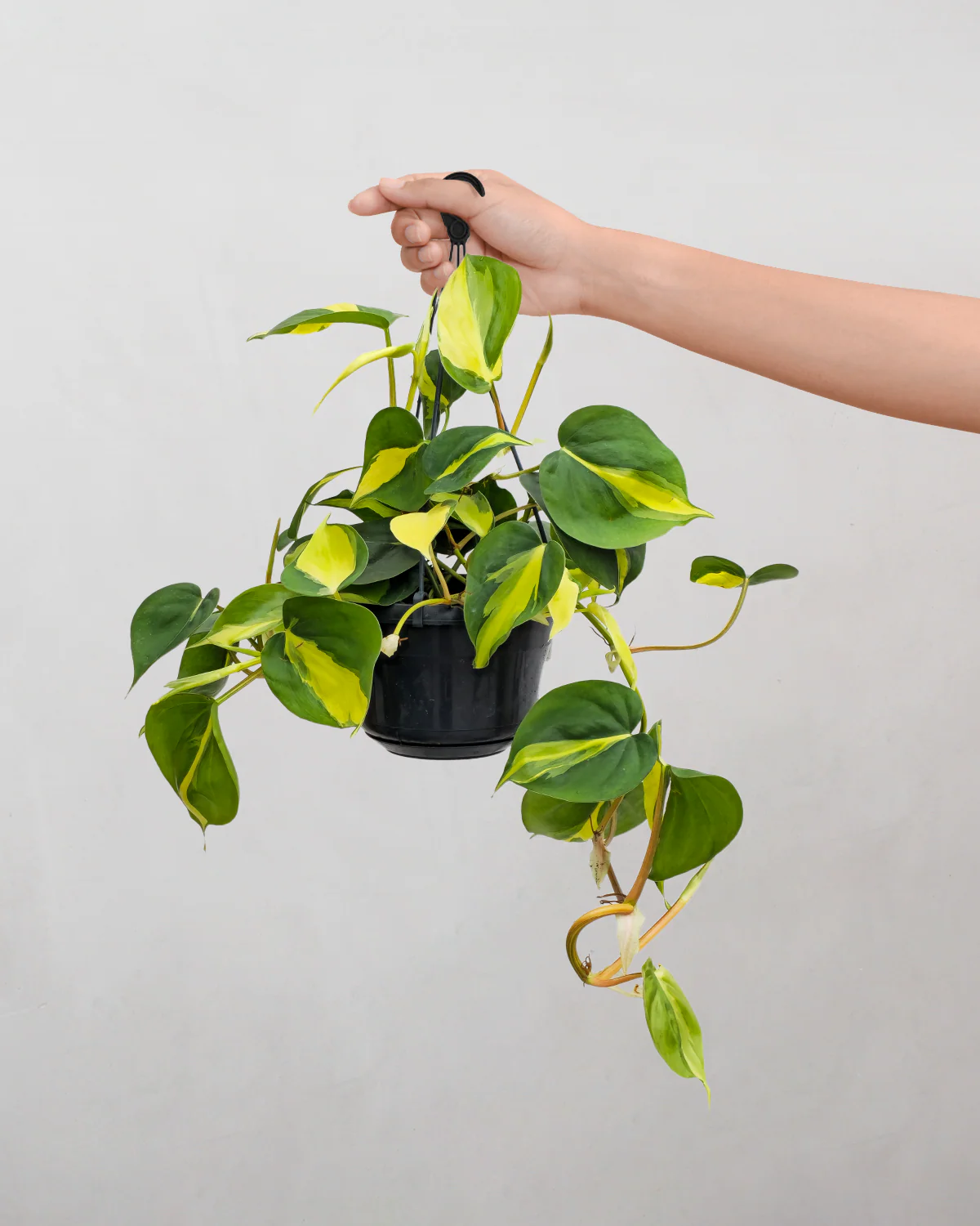 Philodendron 'Brazil' - 25-35 cm - Image 3