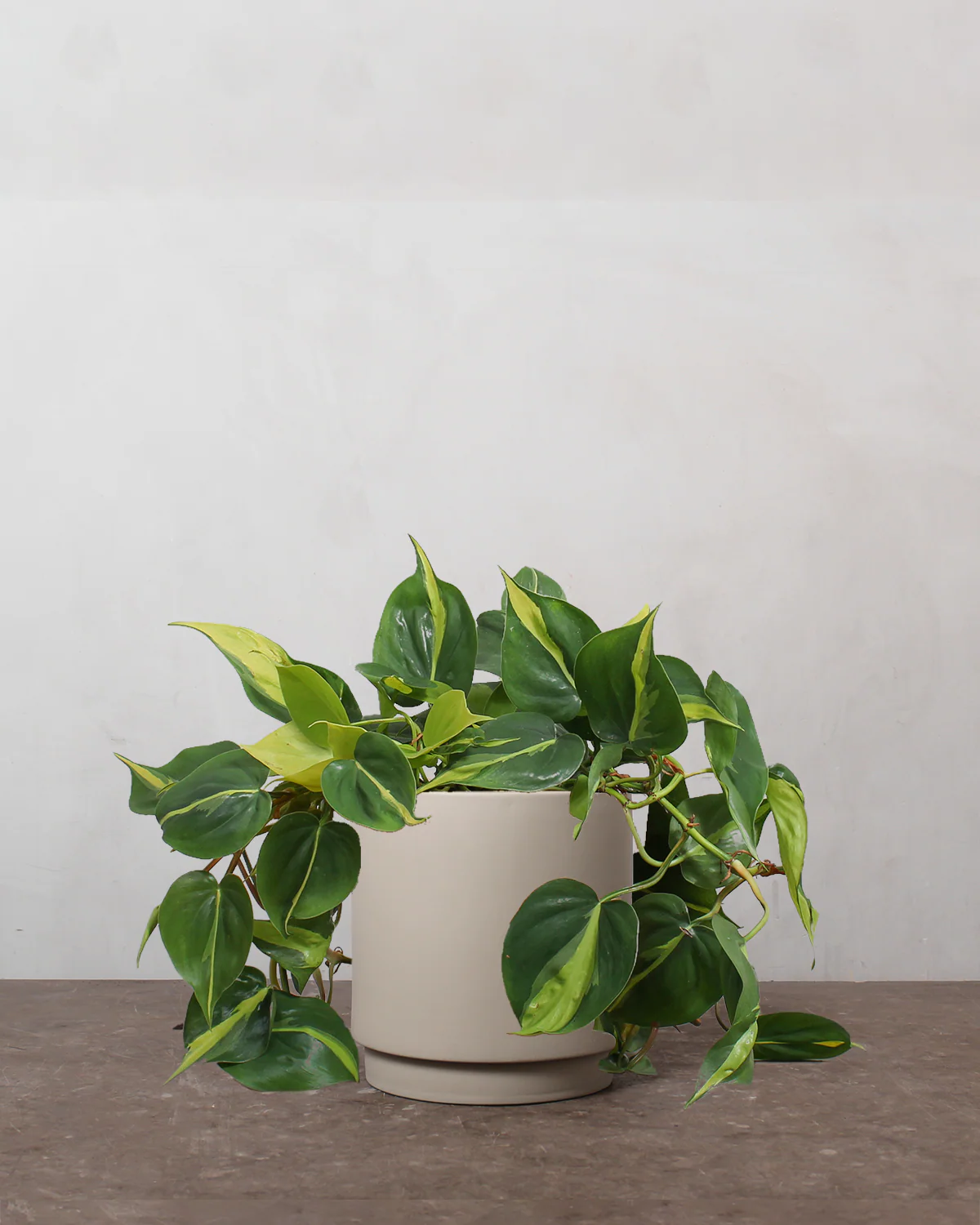 Philodendron 'Brazil' - 25-35 cm - Image 4