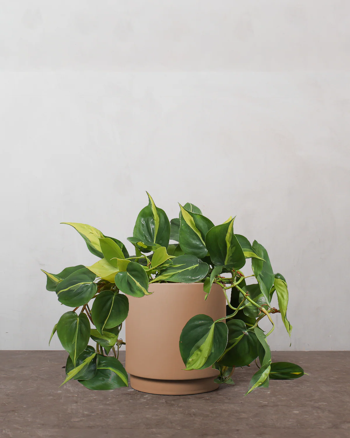 Philodendron 'Brazil' - 25-35 cm - Image 5