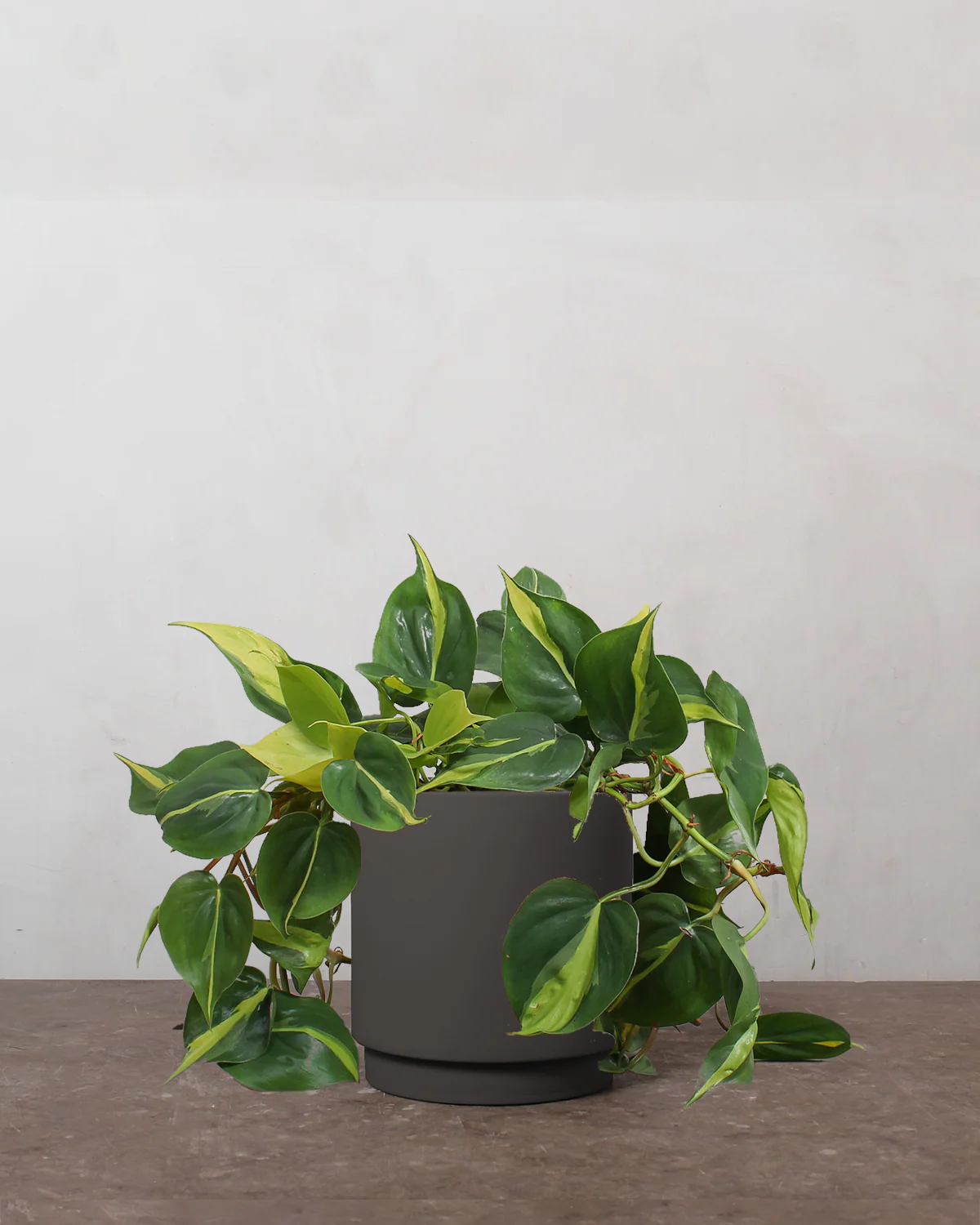 Philodendron 'Brazil' - 25-35 cm - Image 6