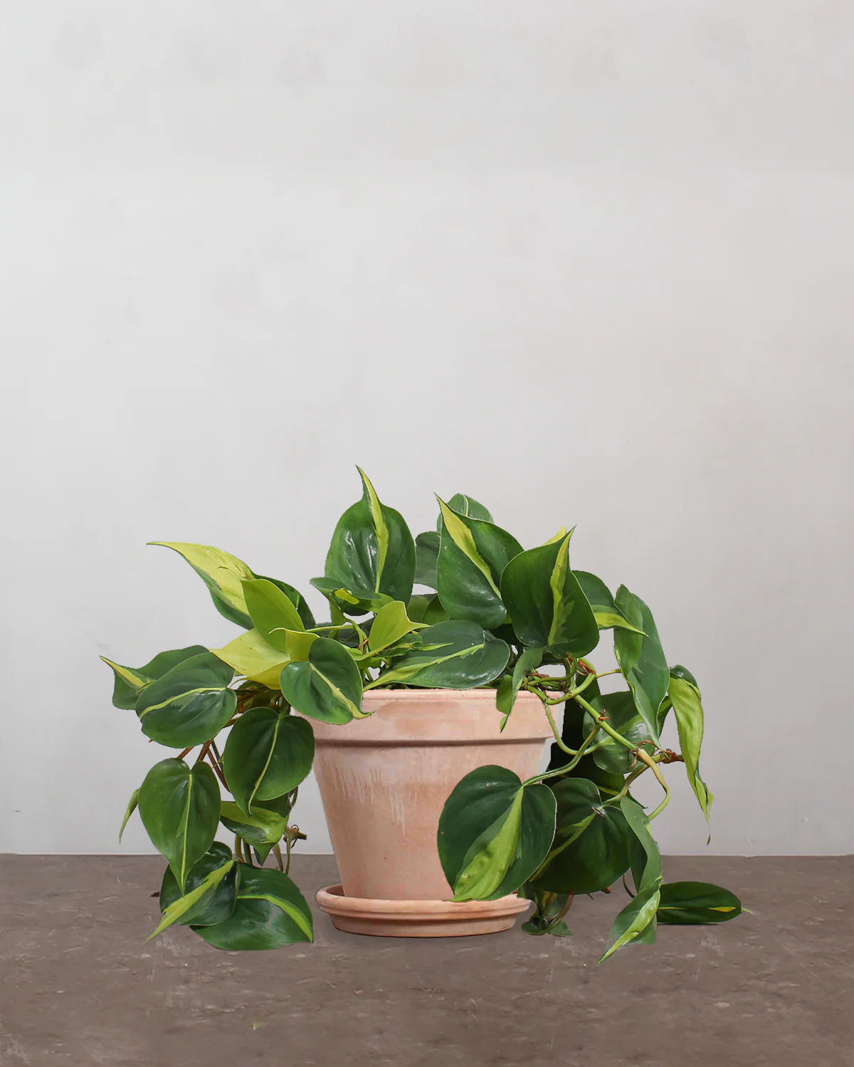 Philodendron 'Brazil' - 25-35 cm - Image 7