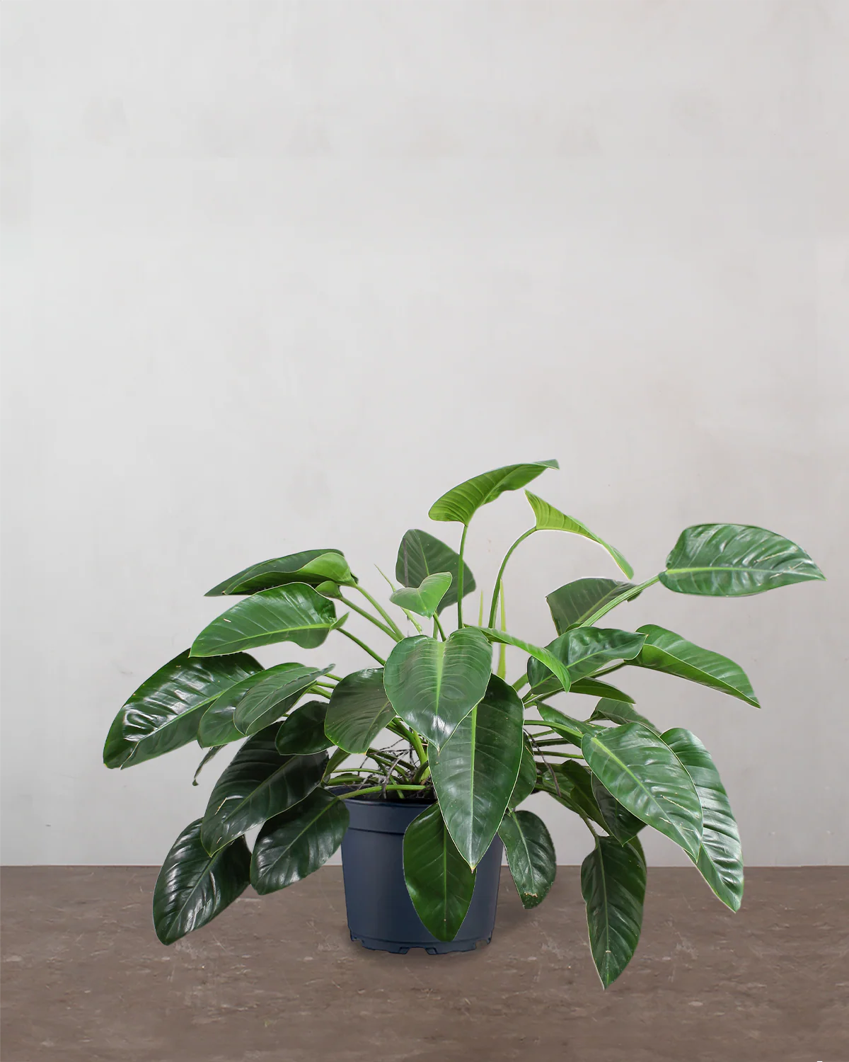 Philodendron 'Congo' - 80-100 cm