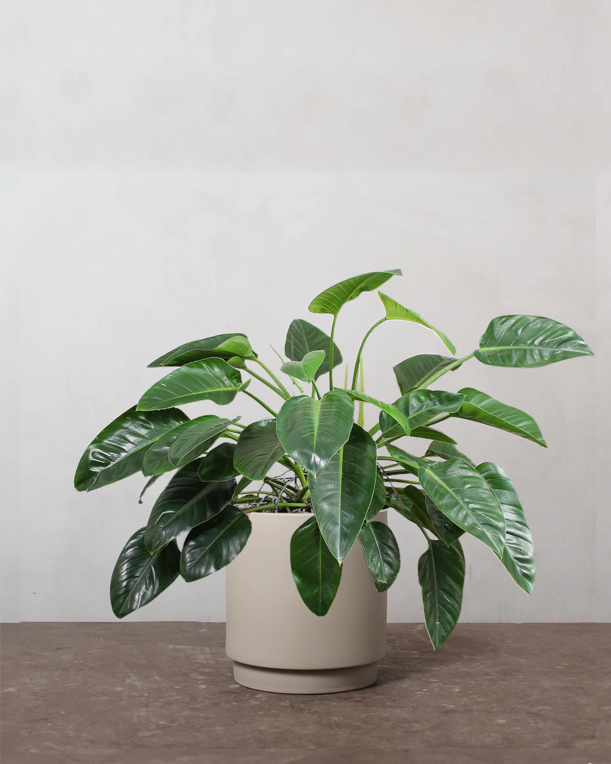 Philodendron 'Congo' - 80-100 cm - Image 4