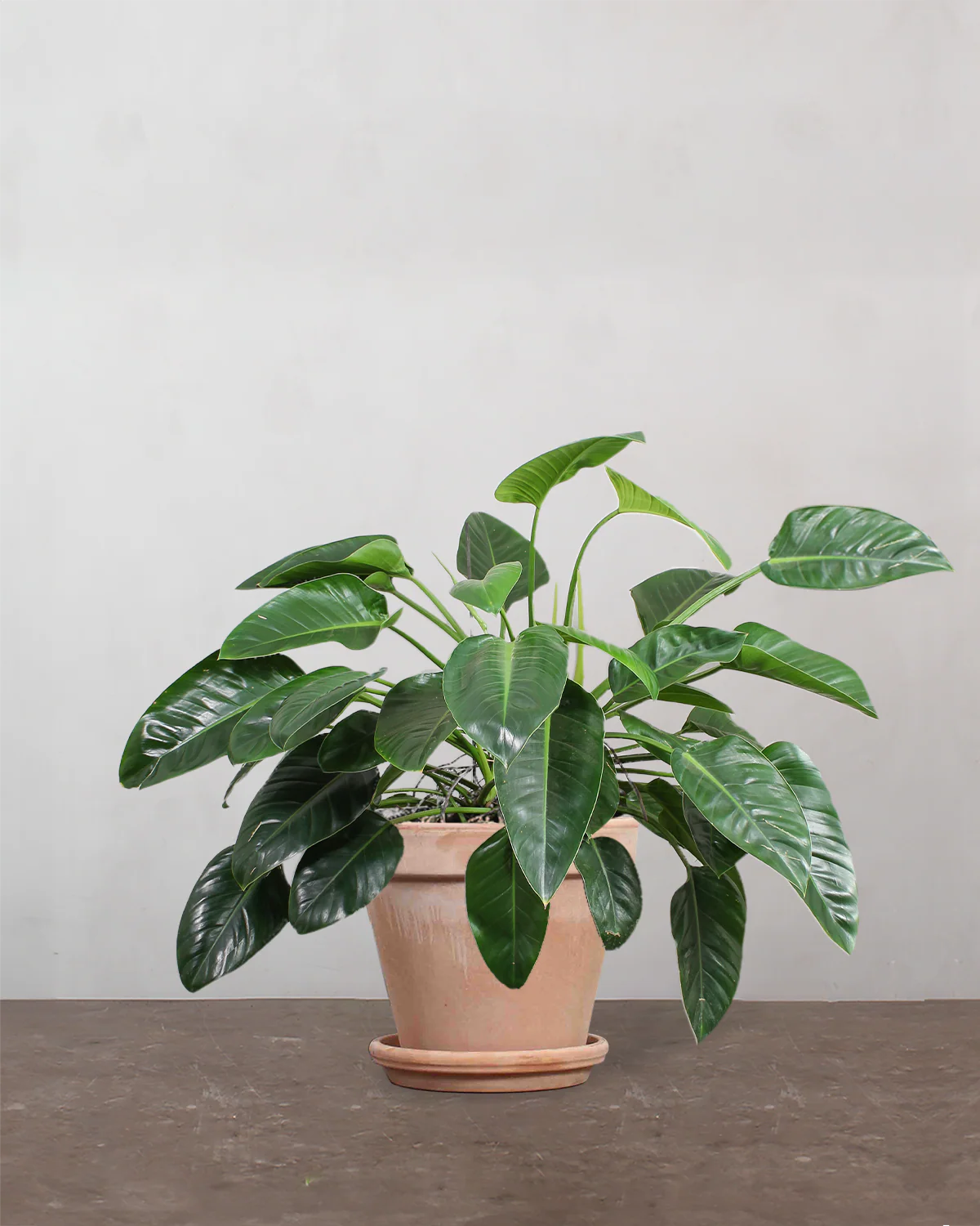 Philodendron 'Congo' - 80-100 cm - Image 6