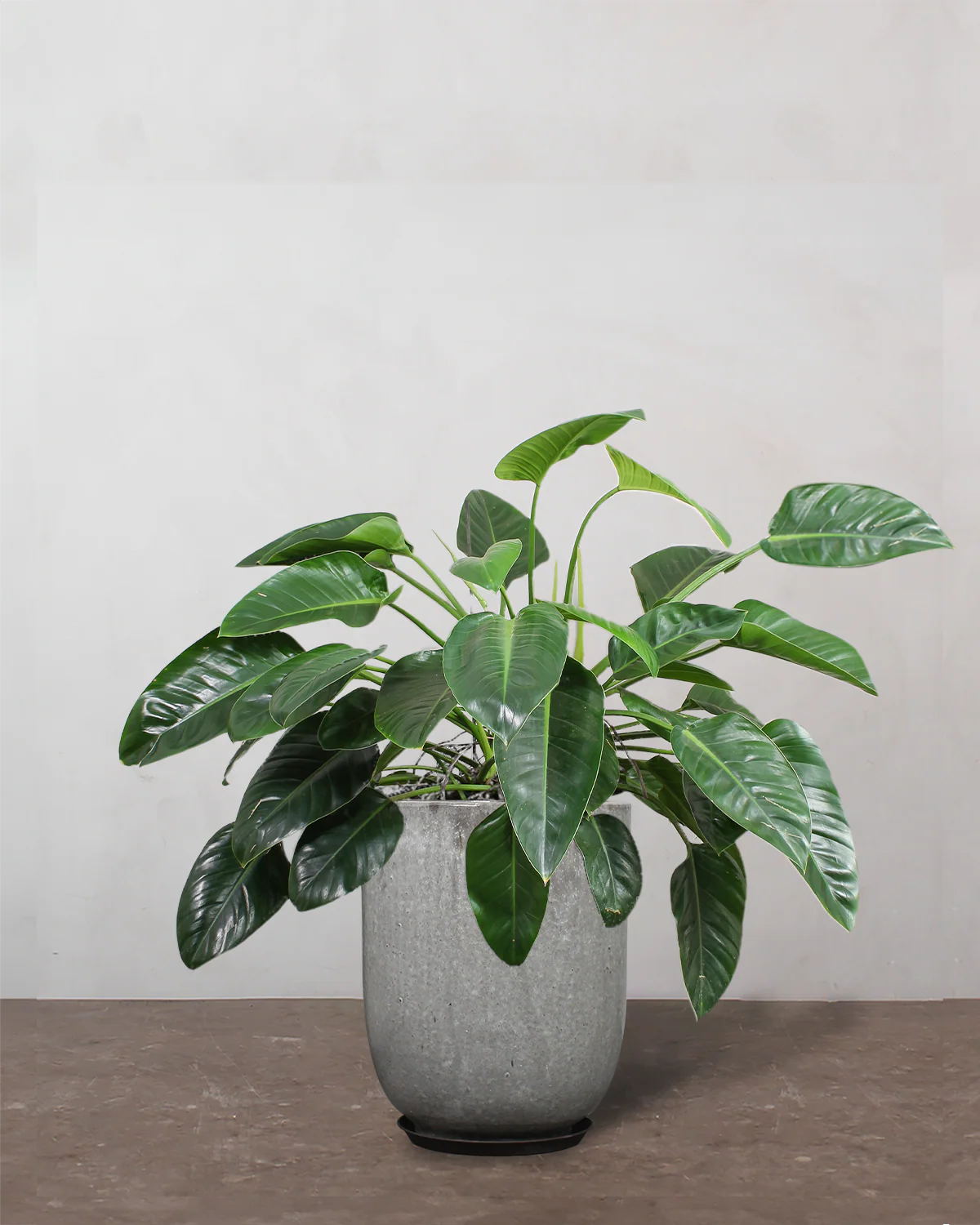 Philodendron 'Congo' - 80-100 cm - Image 8