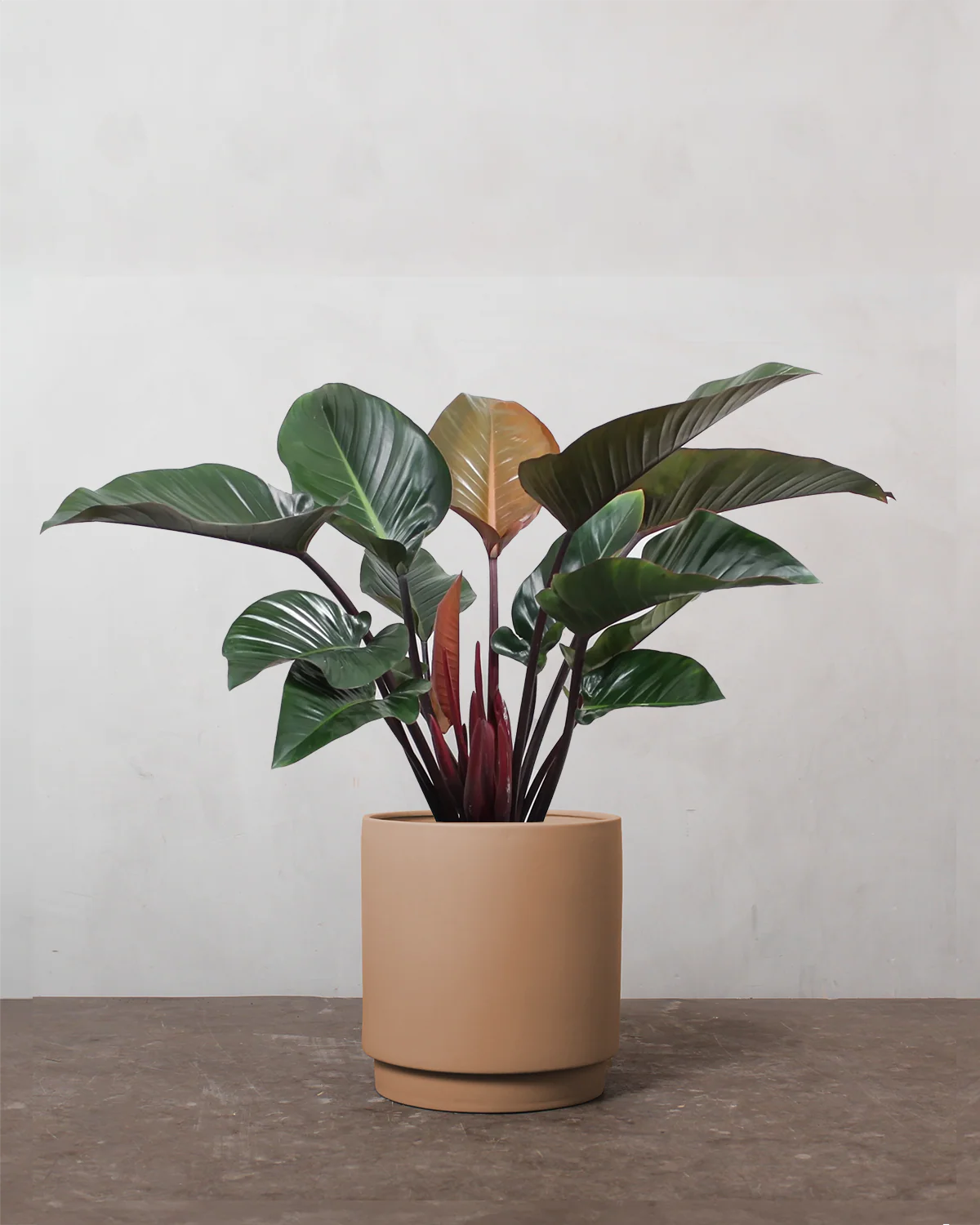 Philodendron Congo 'Rojo' - 80-100 cm - Image 3