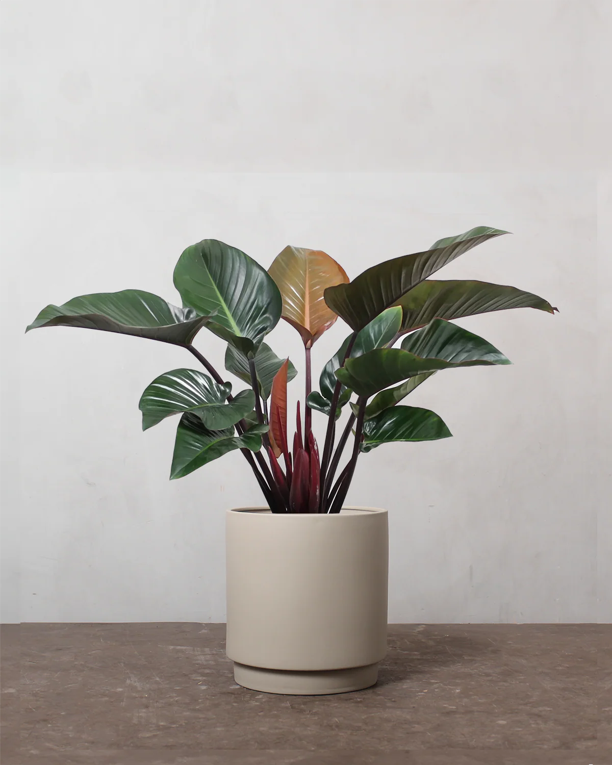 Philodendron Congo 'Rojo' - 80-100 cm - Image 4