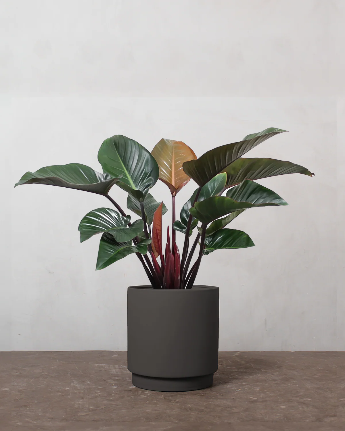 Philodendron Congo 'Rojo' - 80-100 cm - Image 5