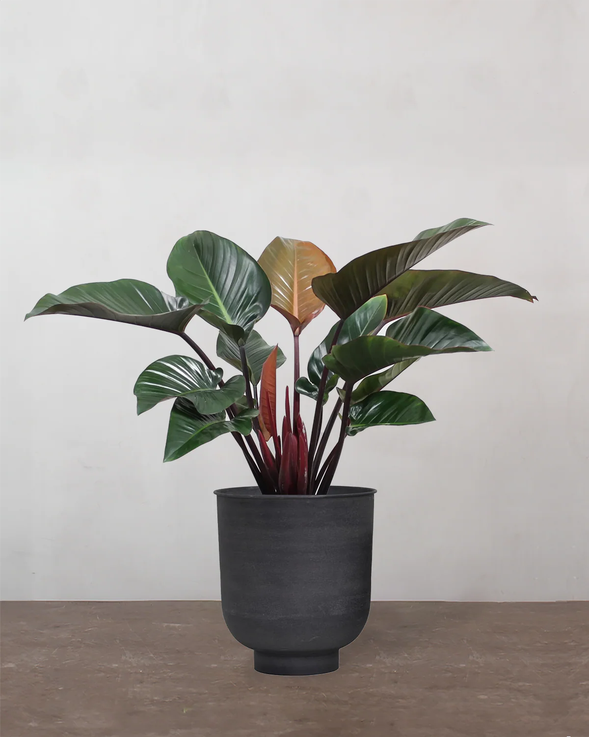 Philodendron Congo 'Rojo' - 80-100 cm - Image 7