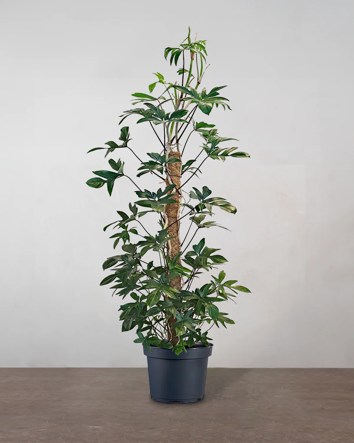 Philodendron Pedatum 'Florida' - 150-170 cm