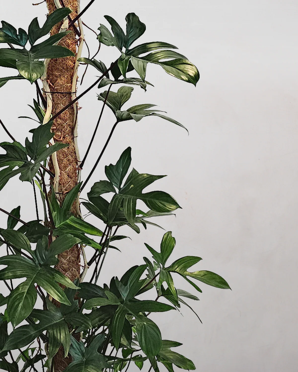 Philodendron Pedatum 'Florida' - 150-170 cm - Image 2