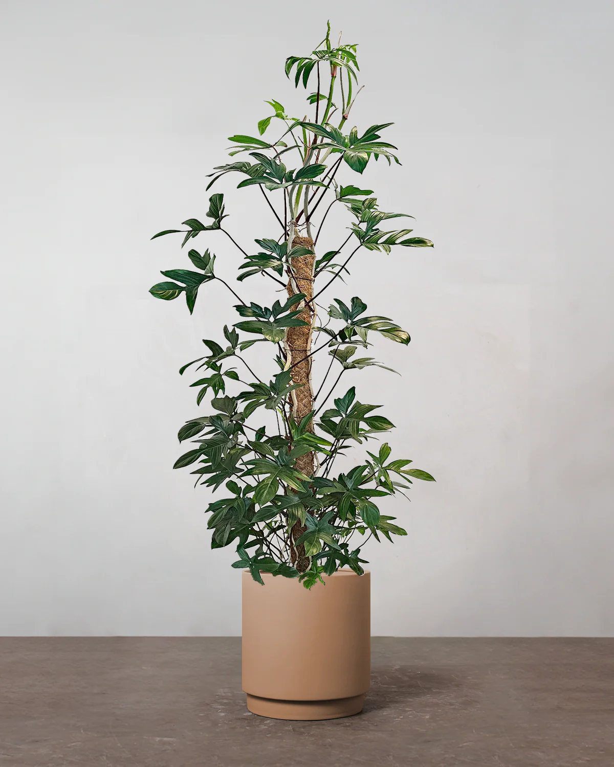 Philodendron Pedatum 'Florida' - 150-170 cm - Image 3