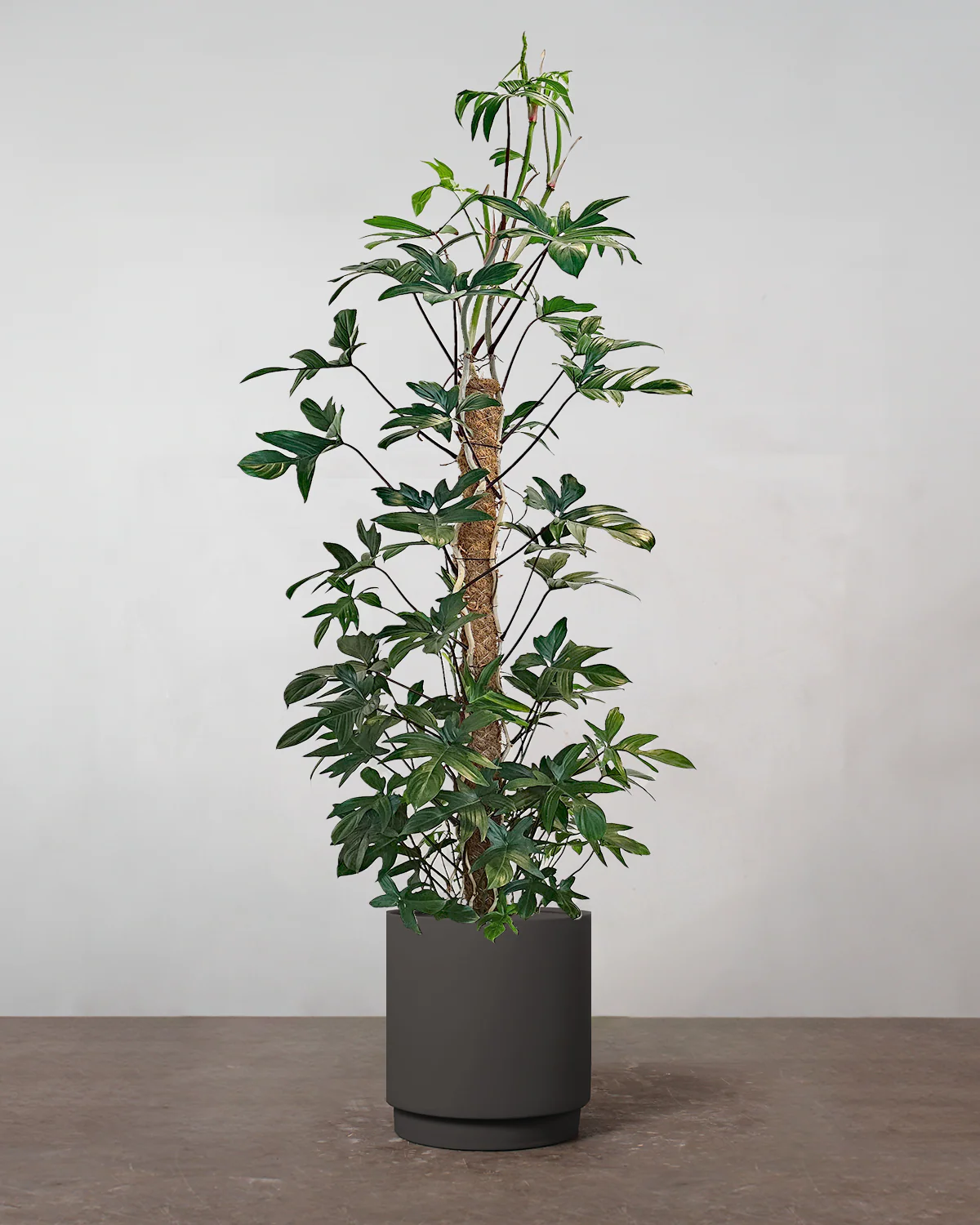Philodendron Pedatum 'Florida' - 150-170 cm - Image 4