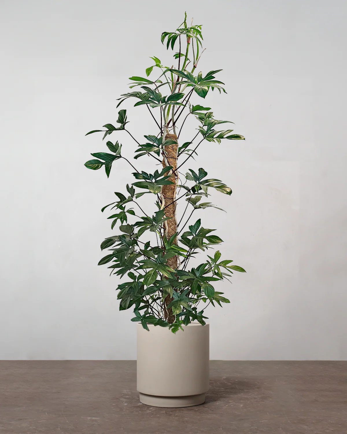 Philodendron Pedatum 'Florida' - 150-170 cm - Image 5