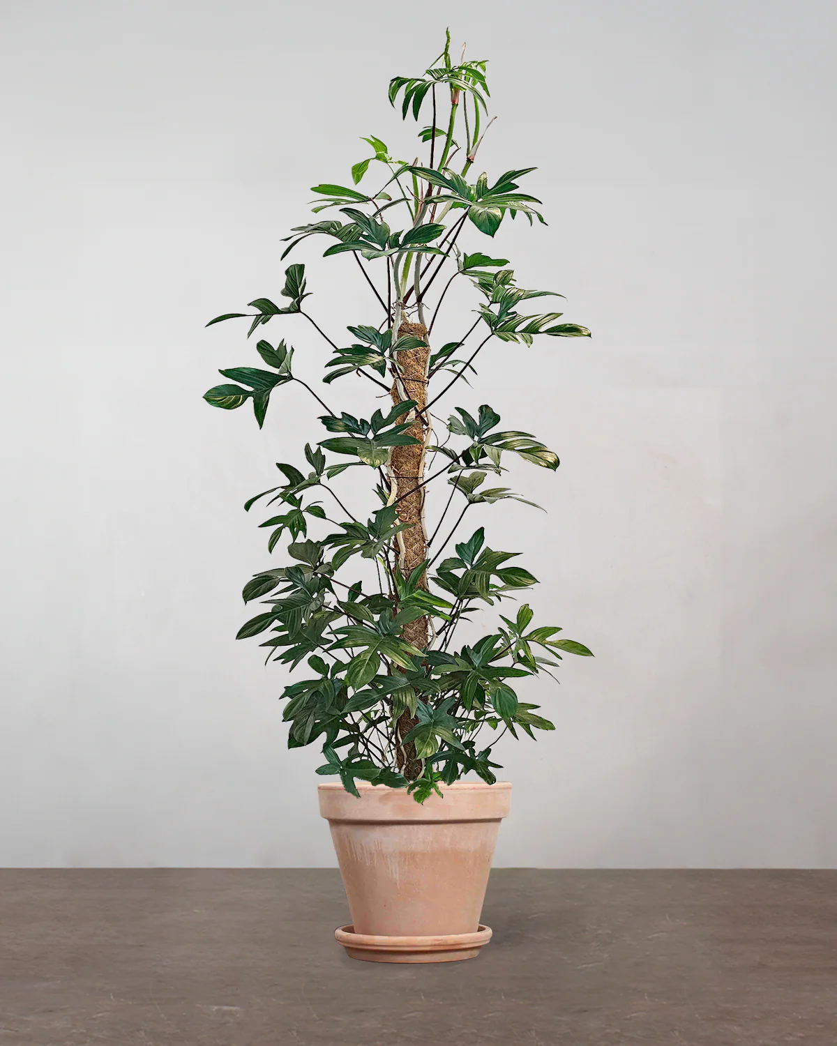 Philodendron Pedatum 'Florida' - 150-170 cm - Image 6