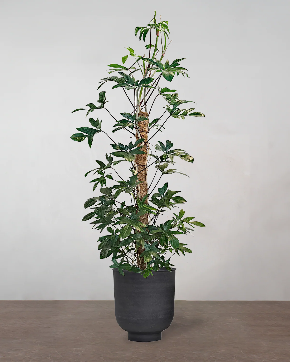 Philodendron Pedatum 'Florida' - 150-170 cm - Image 7
