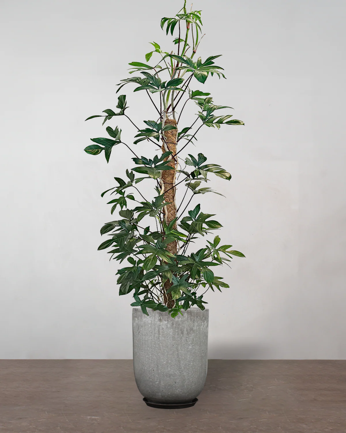 Philodendron Pedatum 'Florida' - 150-170 cm - Image 8