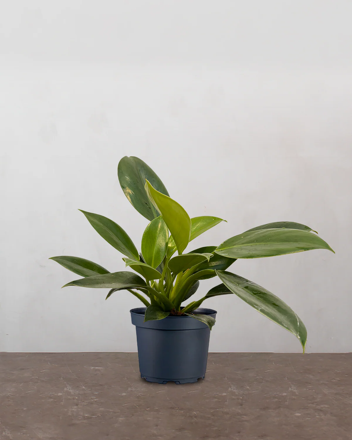Philodendron 'Green Princess' - 20-40 cm