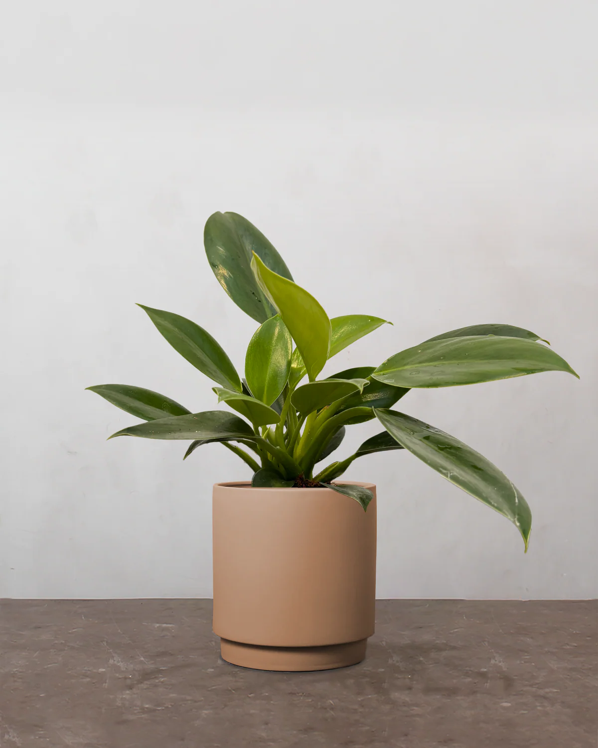 Philodendron 'Green Princess' - 20-40 cm - Image 2
