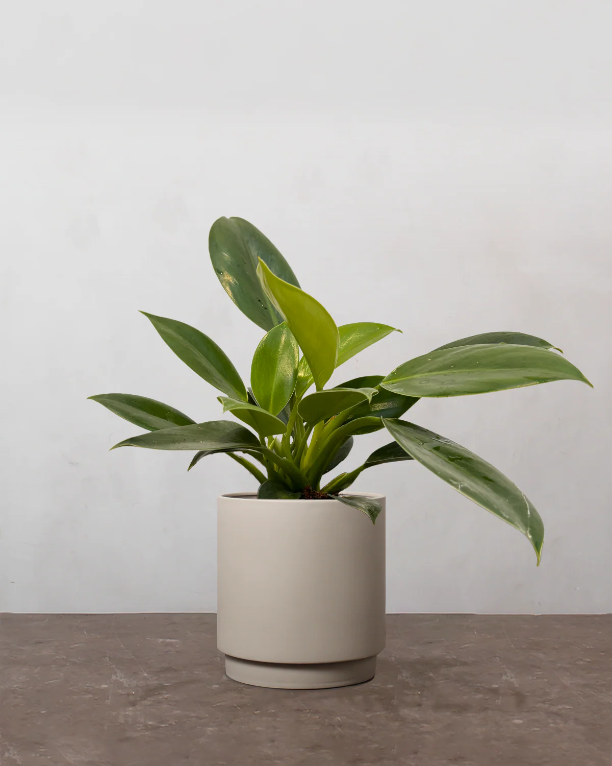 Philodendron 'Green Princess' - 20-40 cm - Image 3