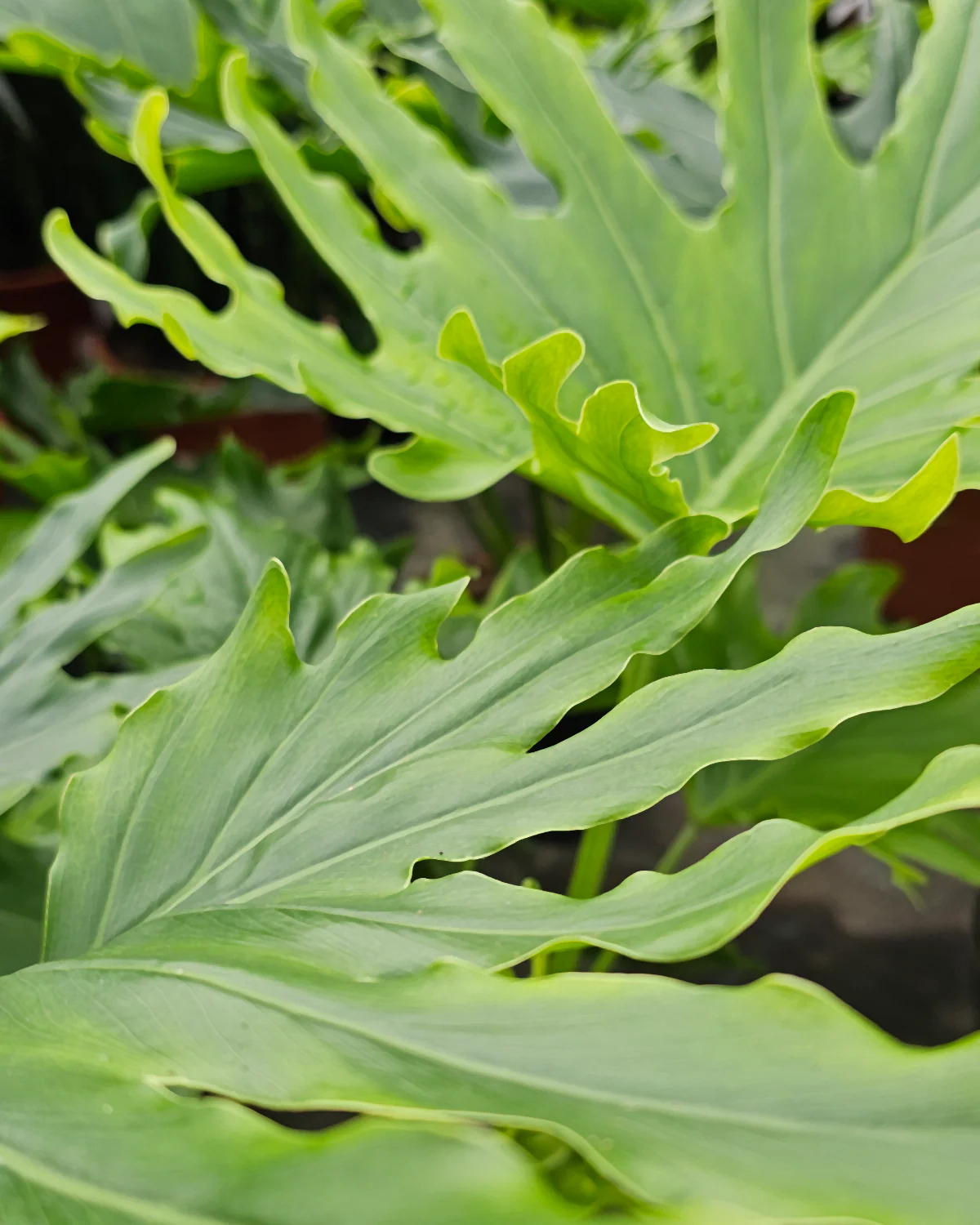 Philodendron Lickety Split - 50-70 cm - Image 2