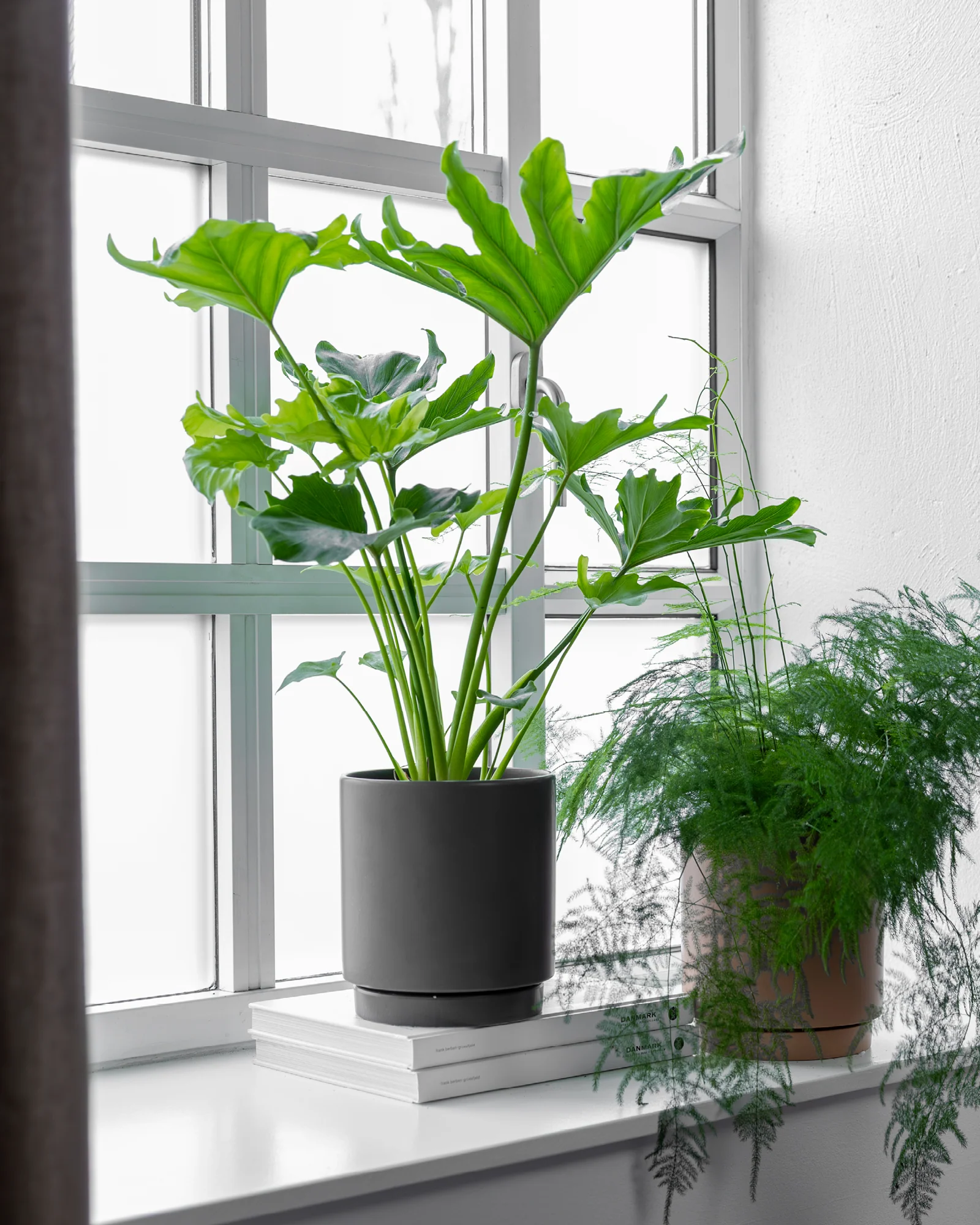Philodendron Lickety Split - 50-70 cm - Image 3